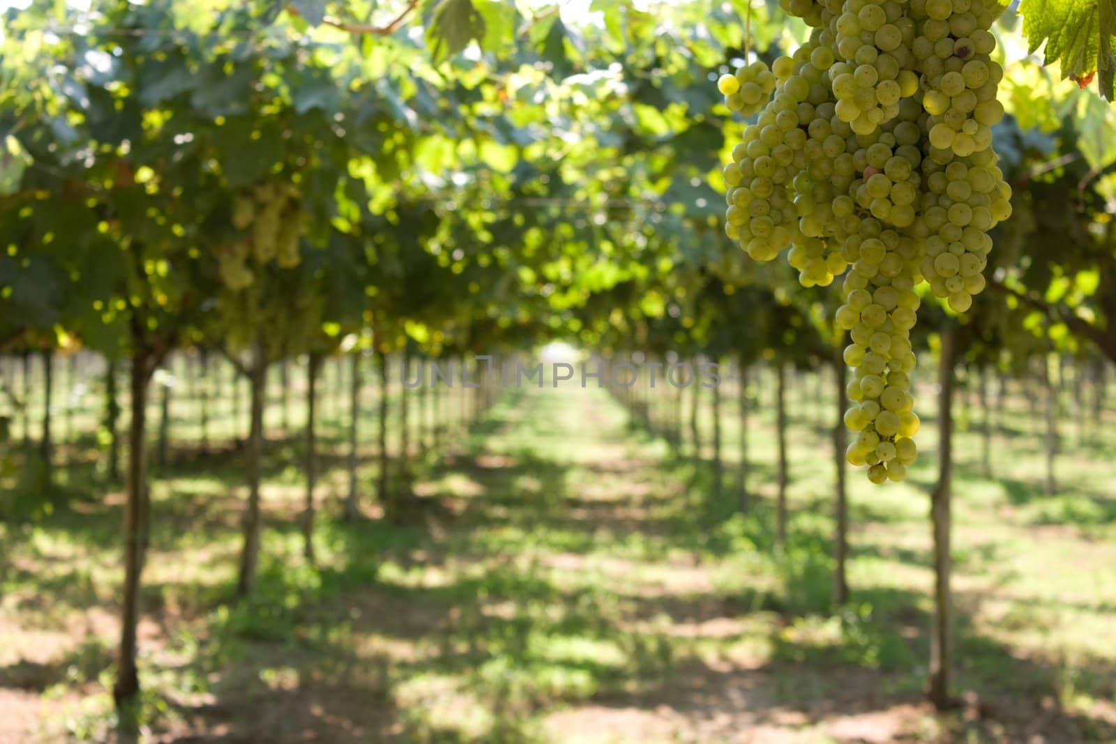 Grapes hanging in the vineyard in summer. In Terracina (Italy).