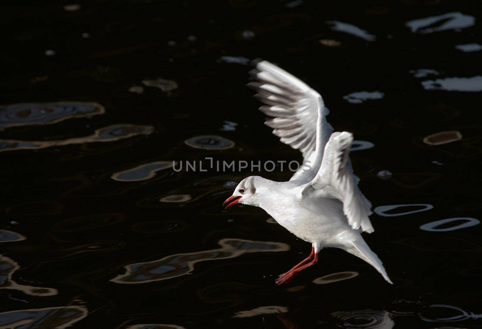 Shot of the flying gull - laughing gull