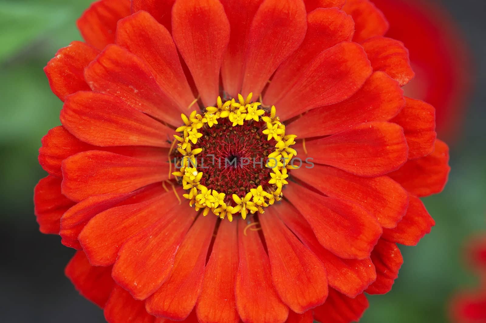 Close-up (macro) of the bloom and petals