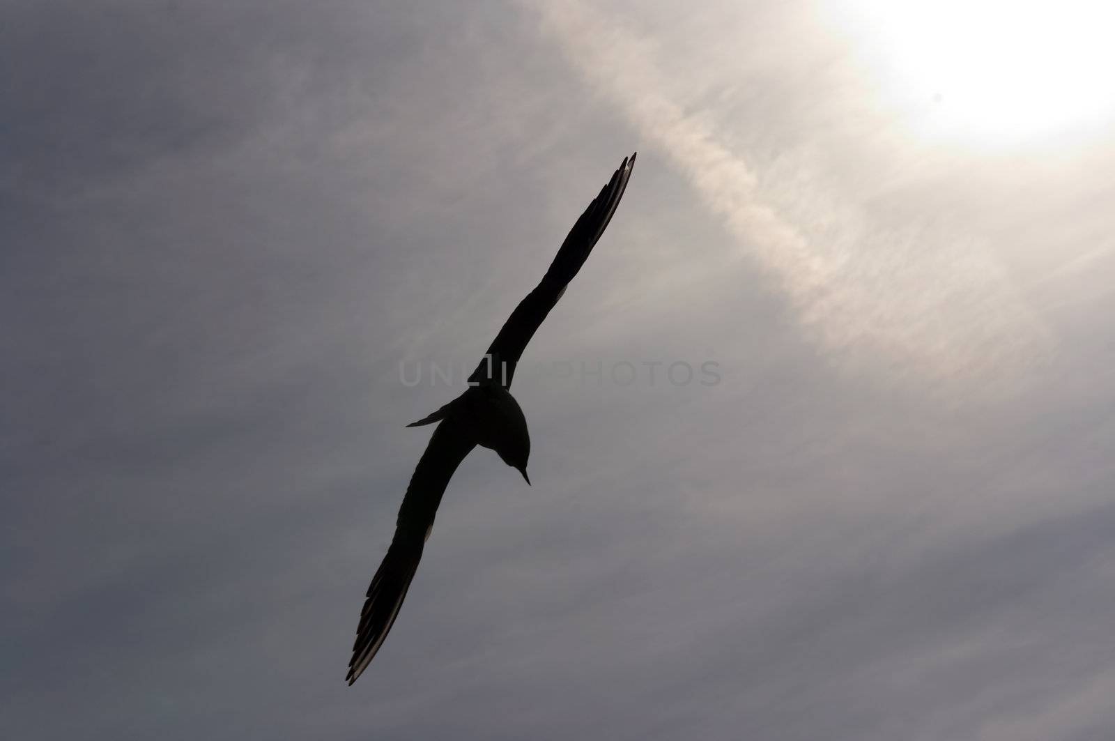 Shot of the flying gull - laughing gull - backlight