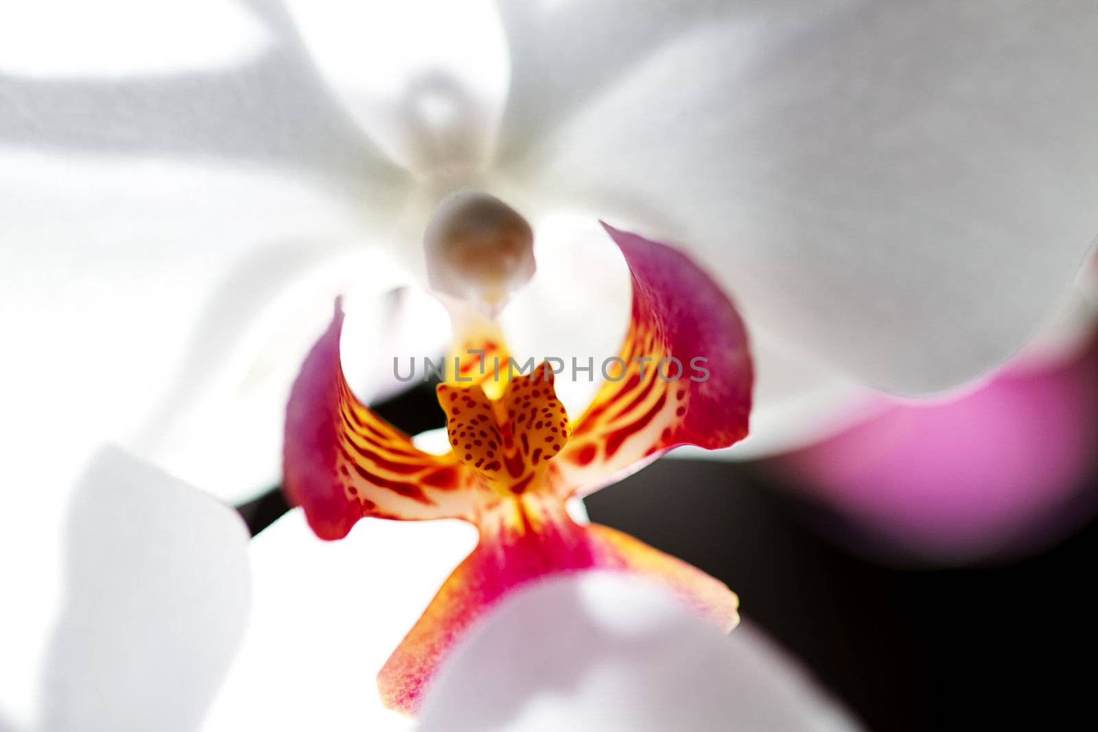 Orchid macro by RobStark