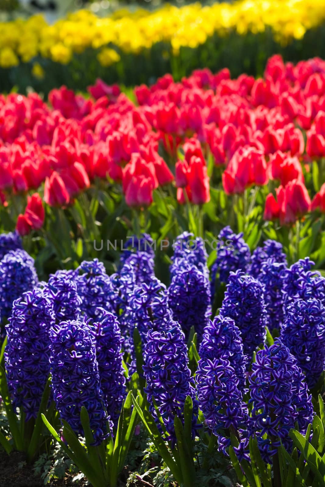 Blue hyacinths, red tulips and yellow daffodils in spring