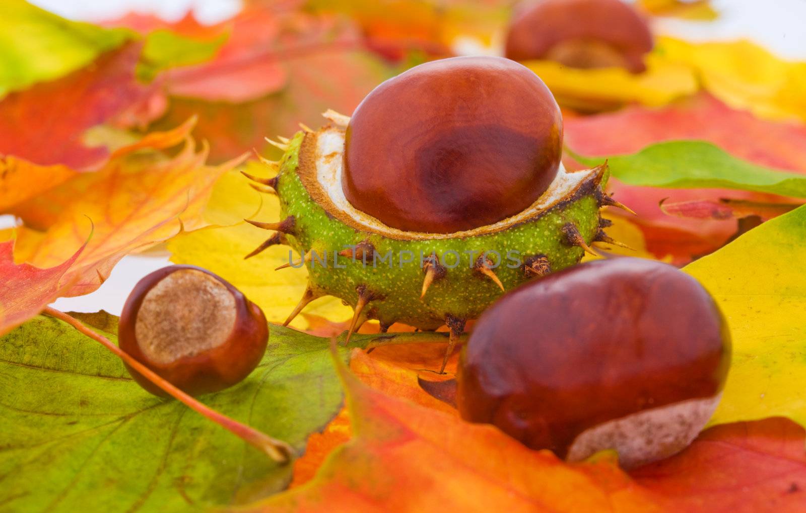 Many autumn leaves with some fresh chestnuts