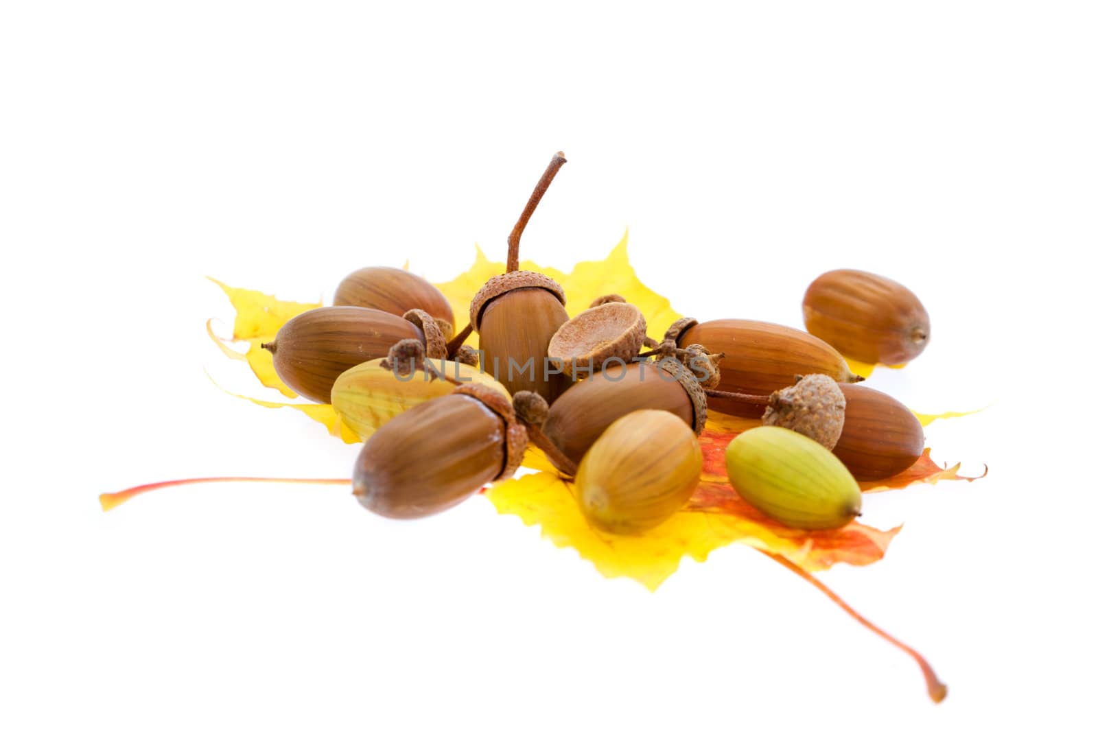 Set of acorns lying on yellow maple leaf isolated (XXL)