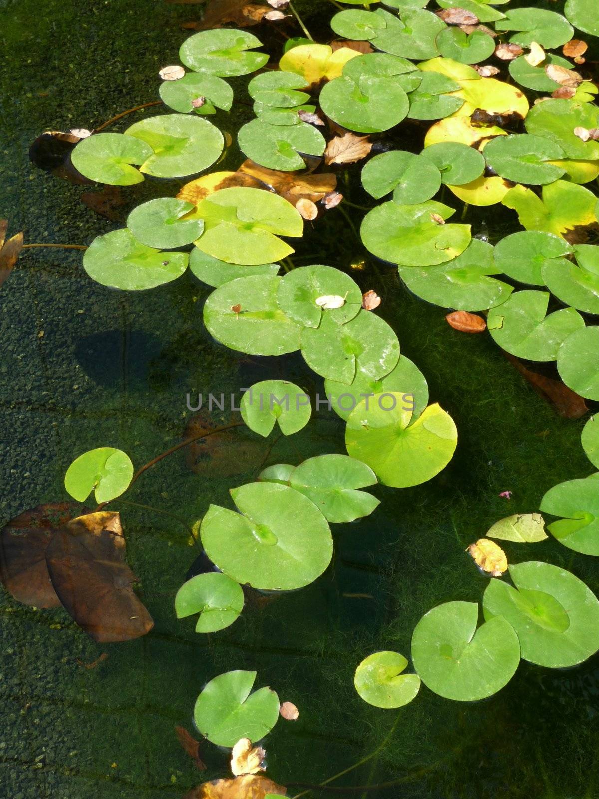 A set of lily pads resting on water in a pond