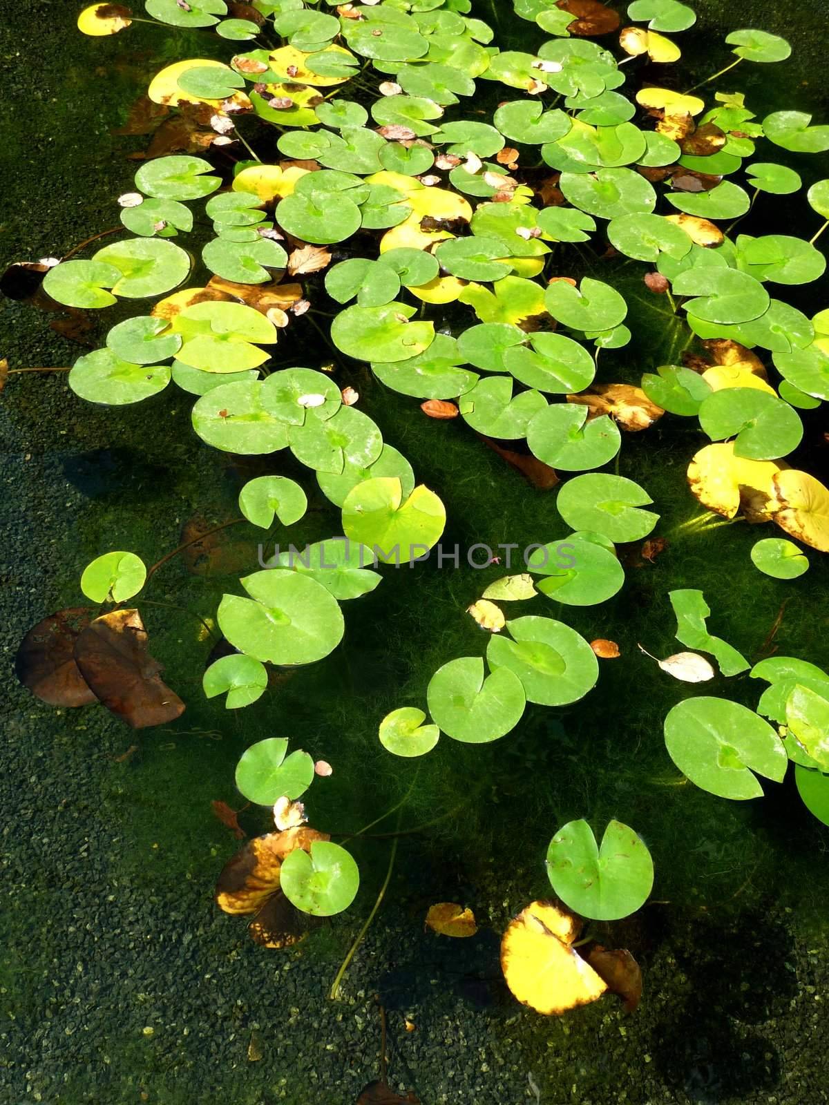 A set of lily pads resting on water in a pond