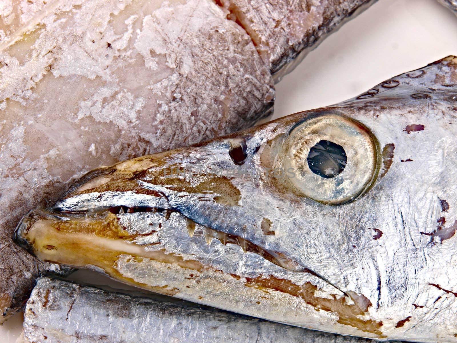 Fresh Conger fish by dotweb