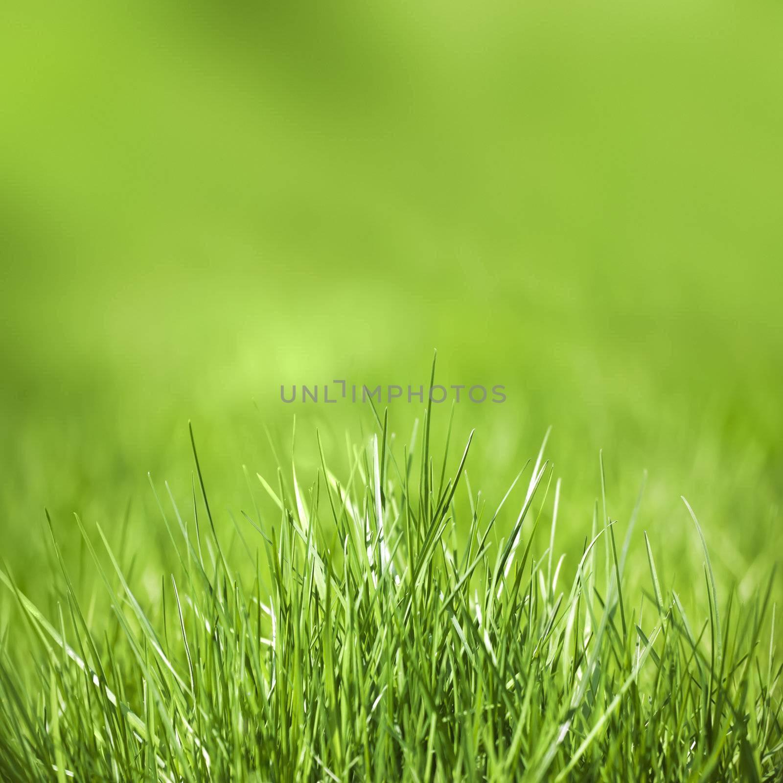 A photography of a green grass background