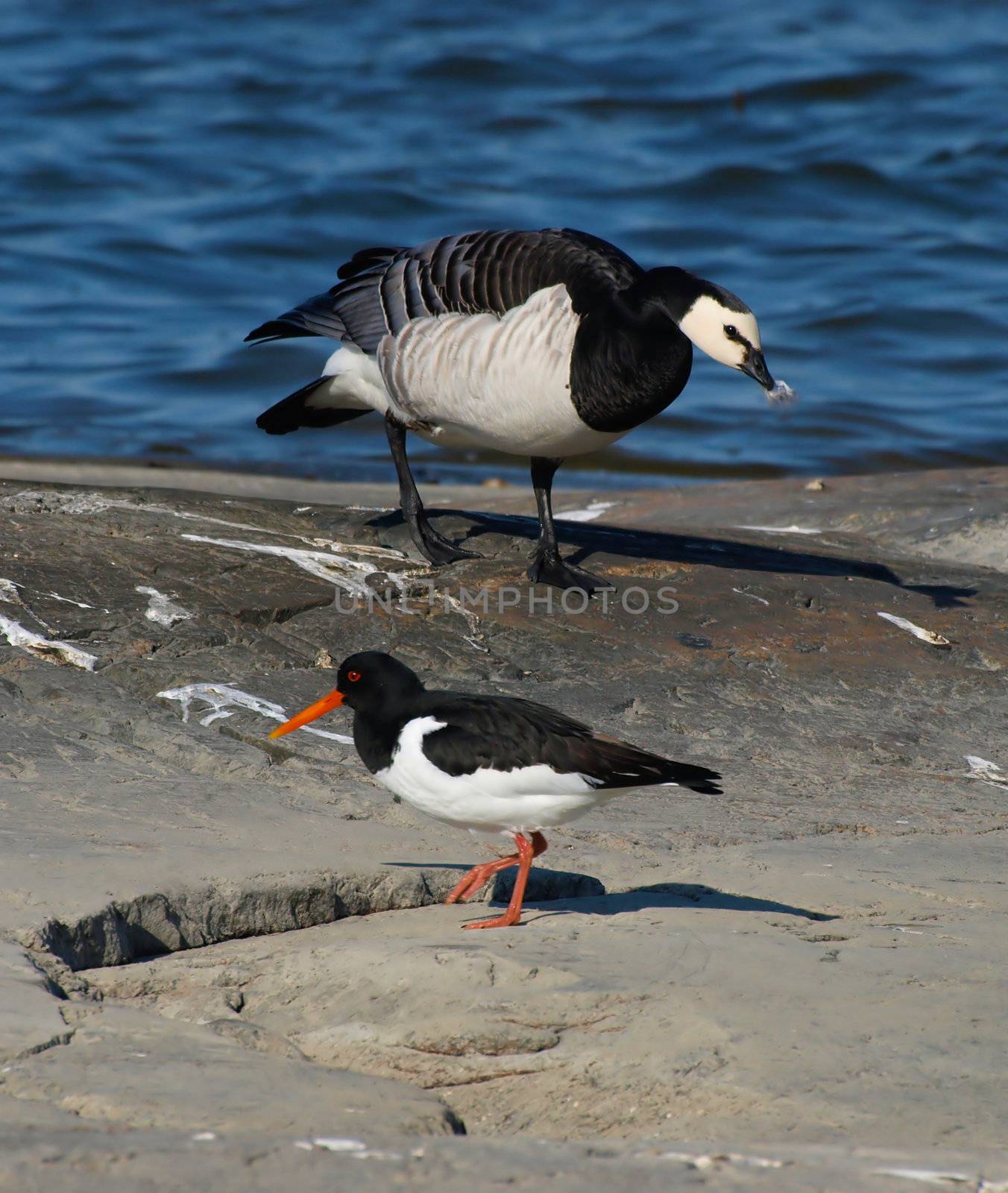  oystercatcher by dotweb