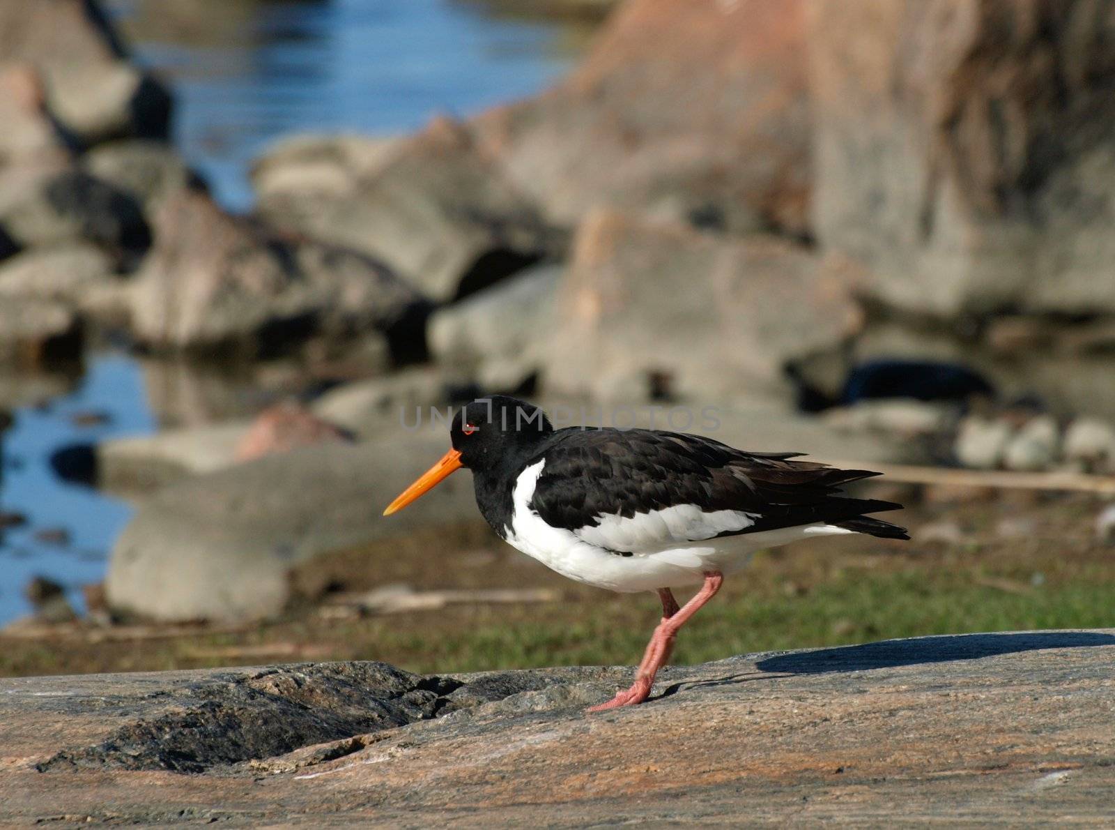  oystercatcher by dotweb