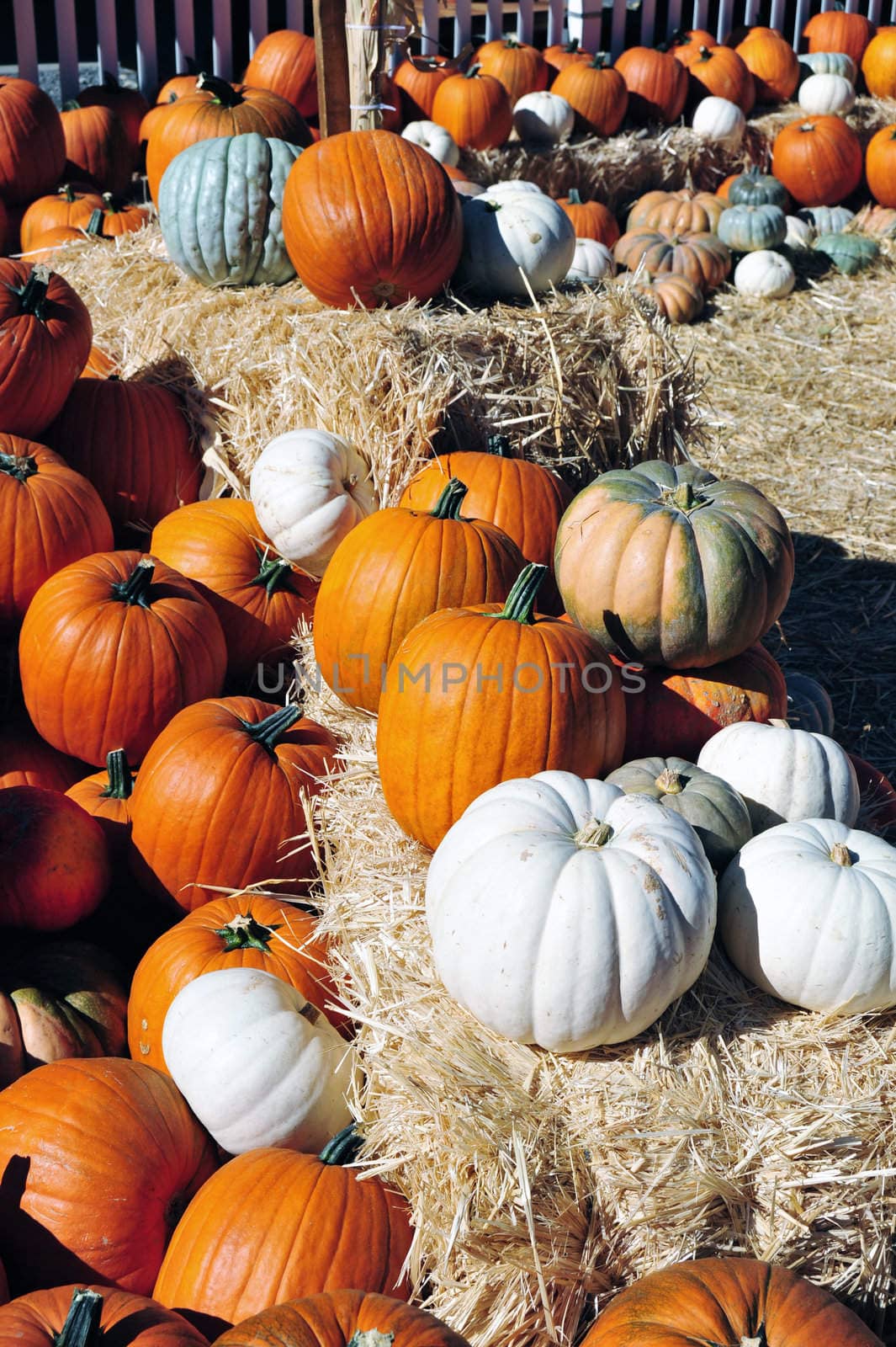 Assorted colors of pumpkins on display on an autumn afternoon..