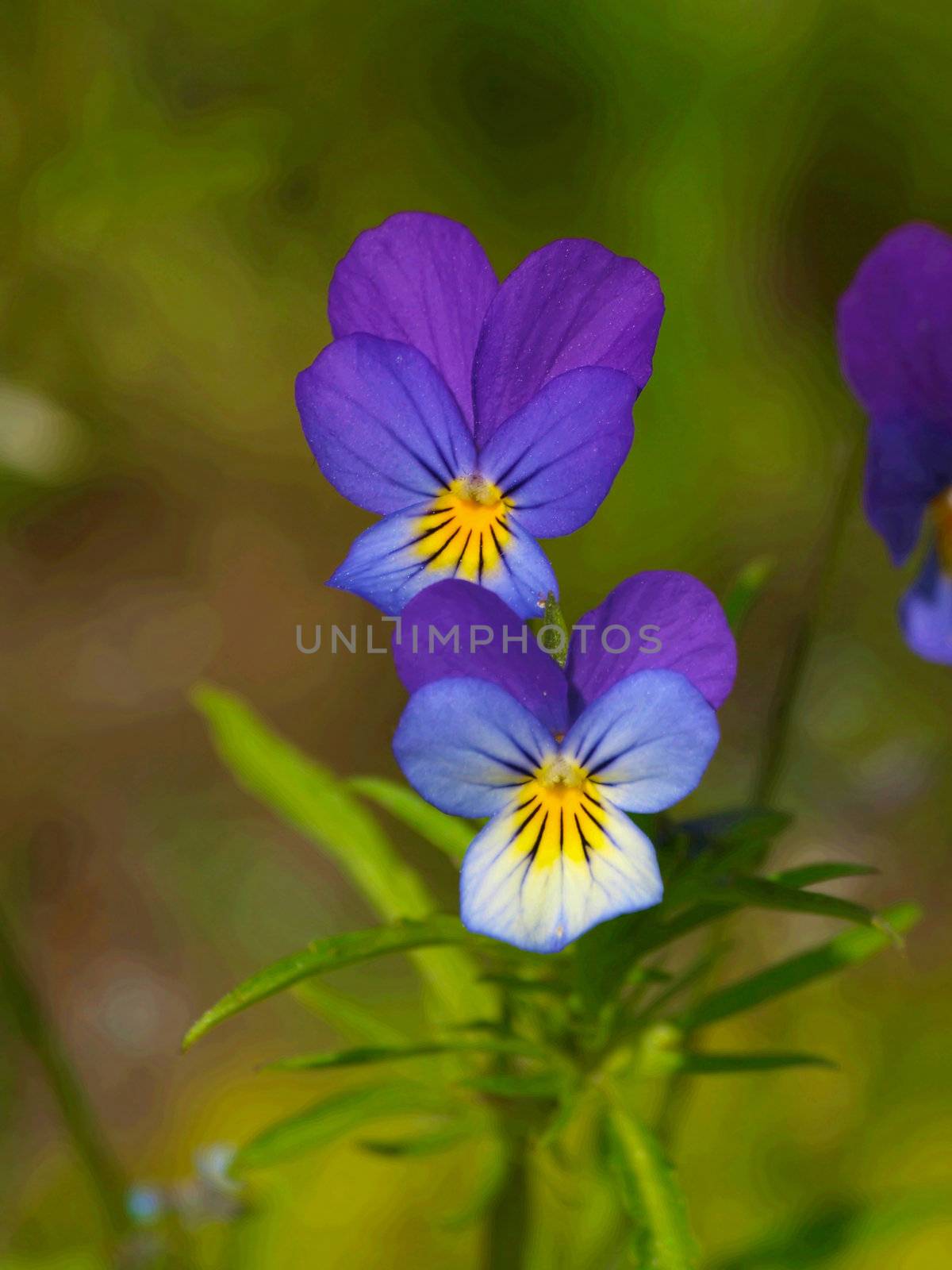 Spring flower by dotweb