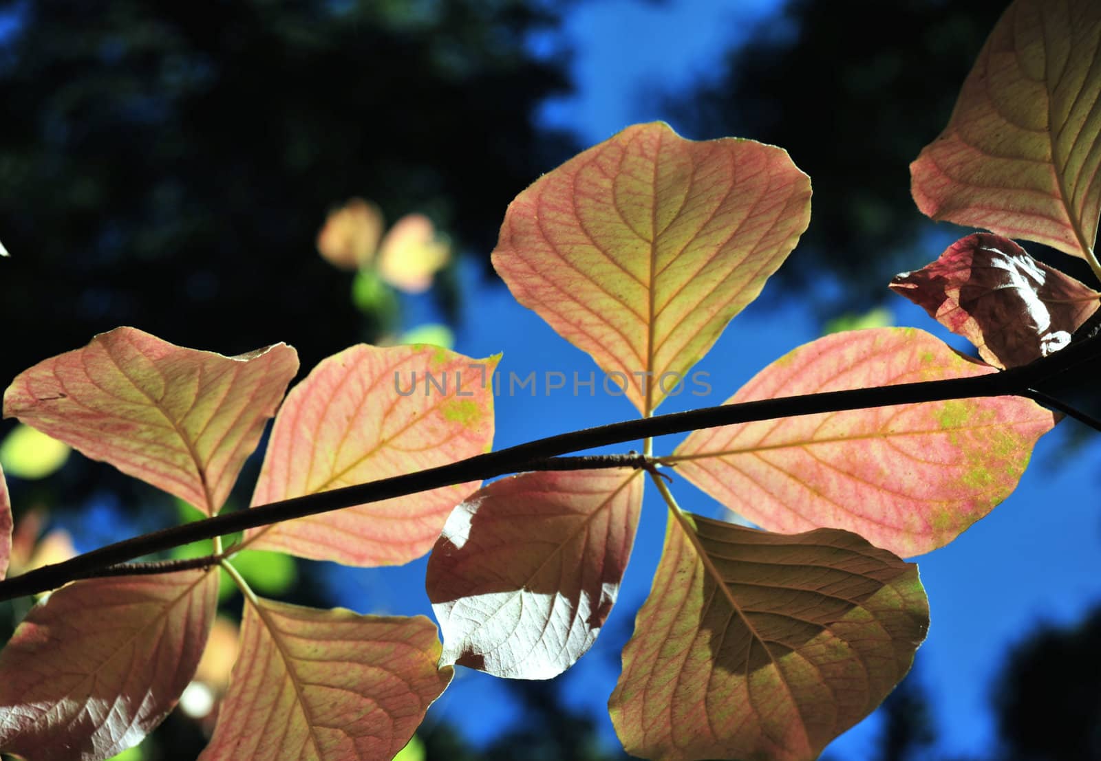 Fall colors starting to show in the Dogwood tree leaves.