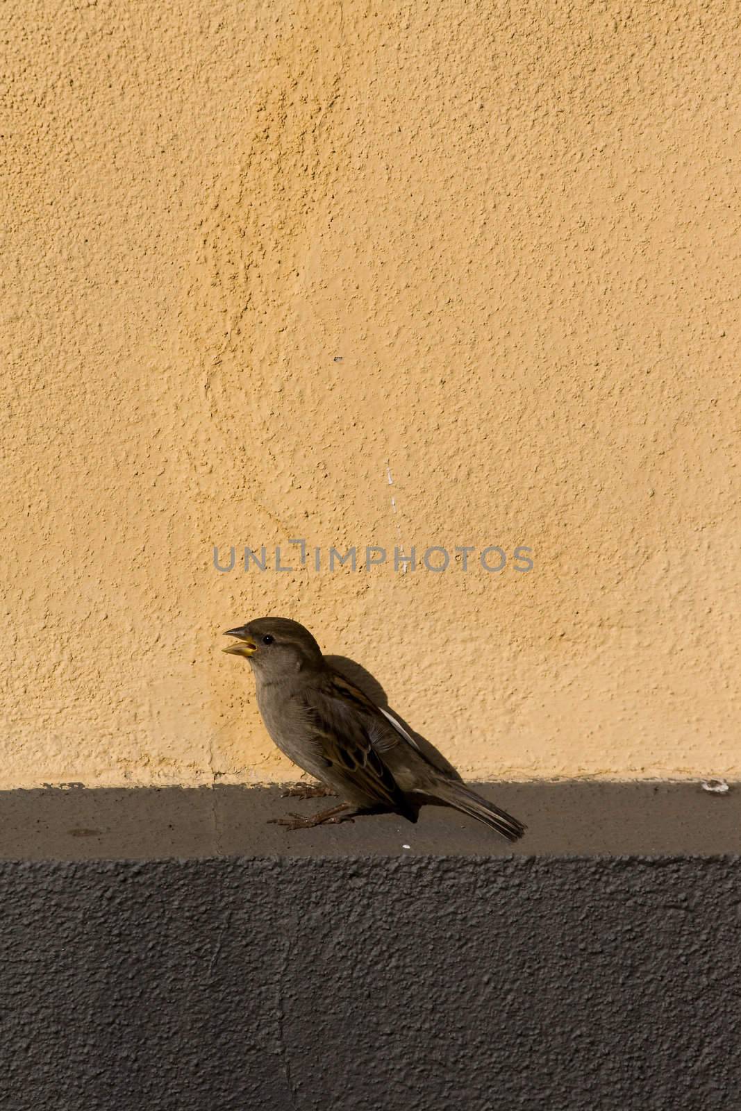 House Sparrow on Wall by ints
