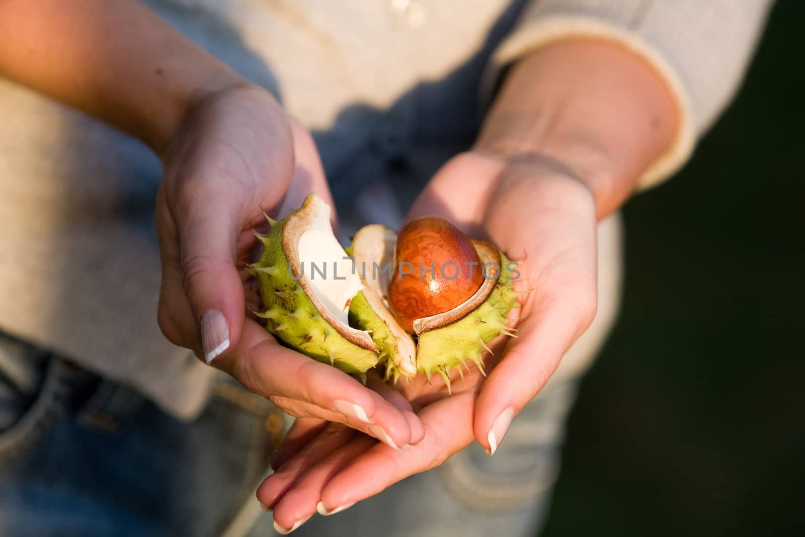 Broken chestnut shell in female hands.