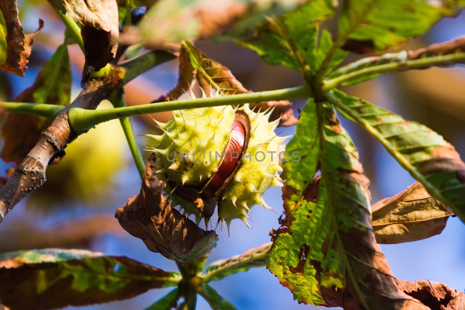 Chestnut on the tree