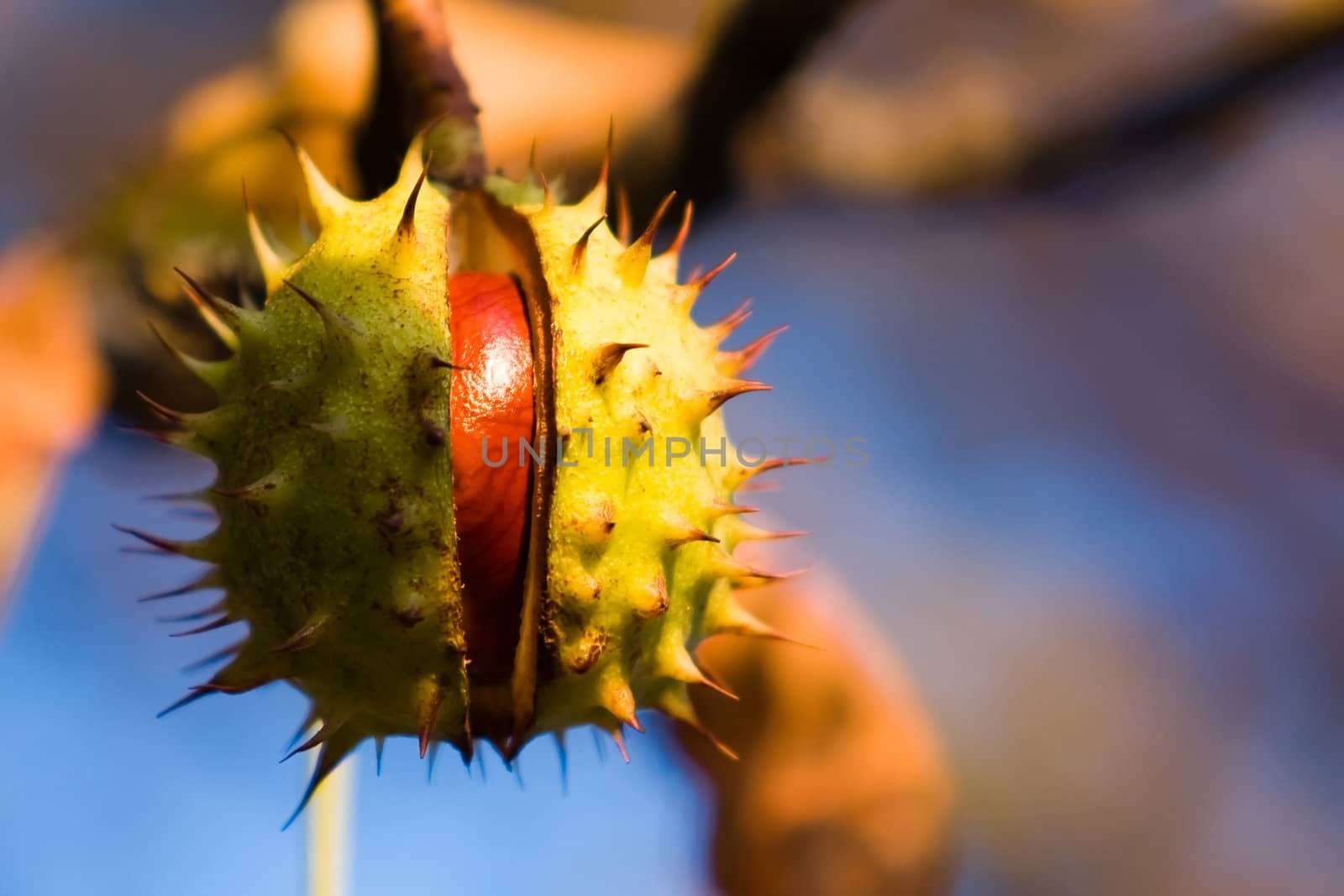 Chestnut on the tree.