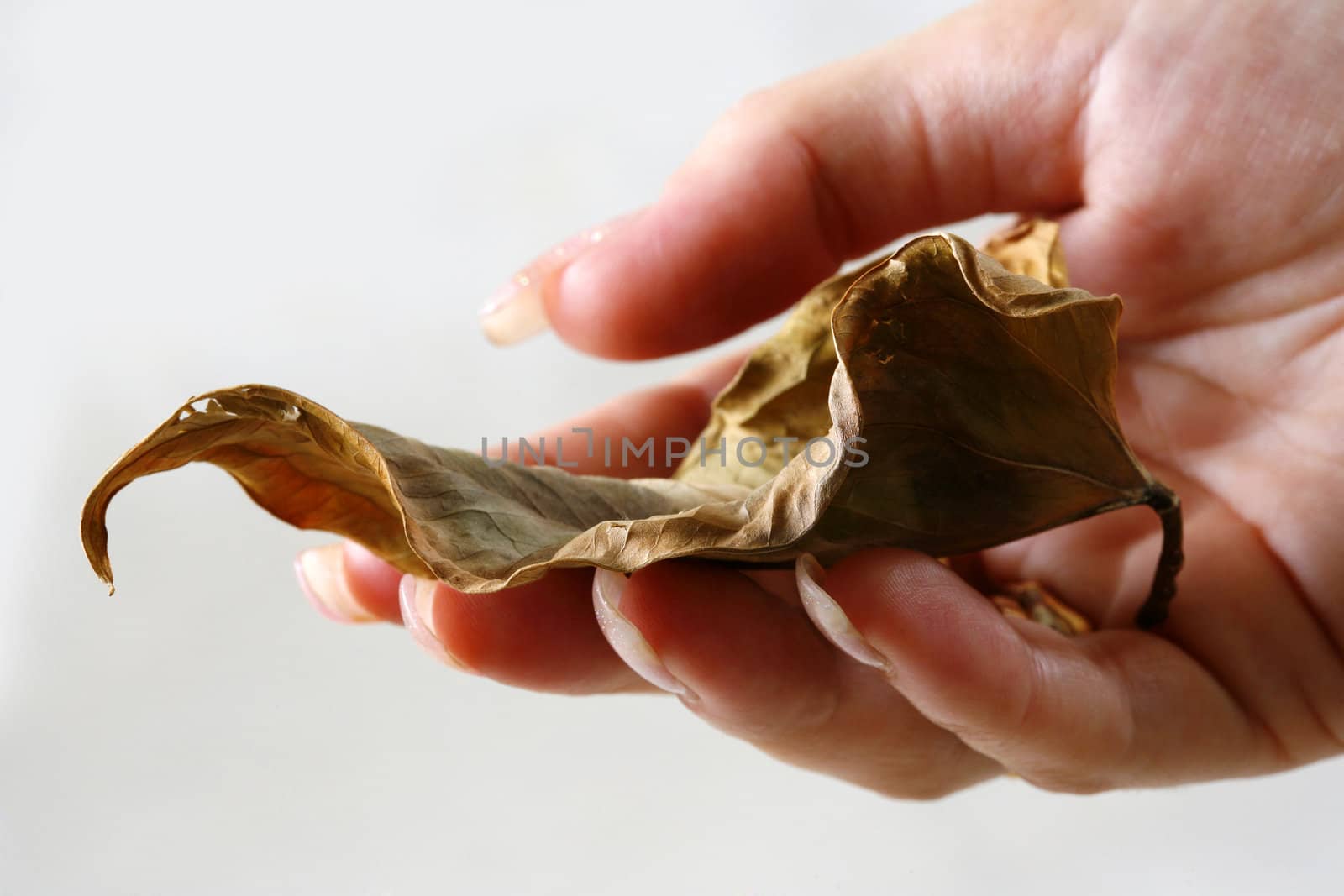 Female hand with the withered sheet