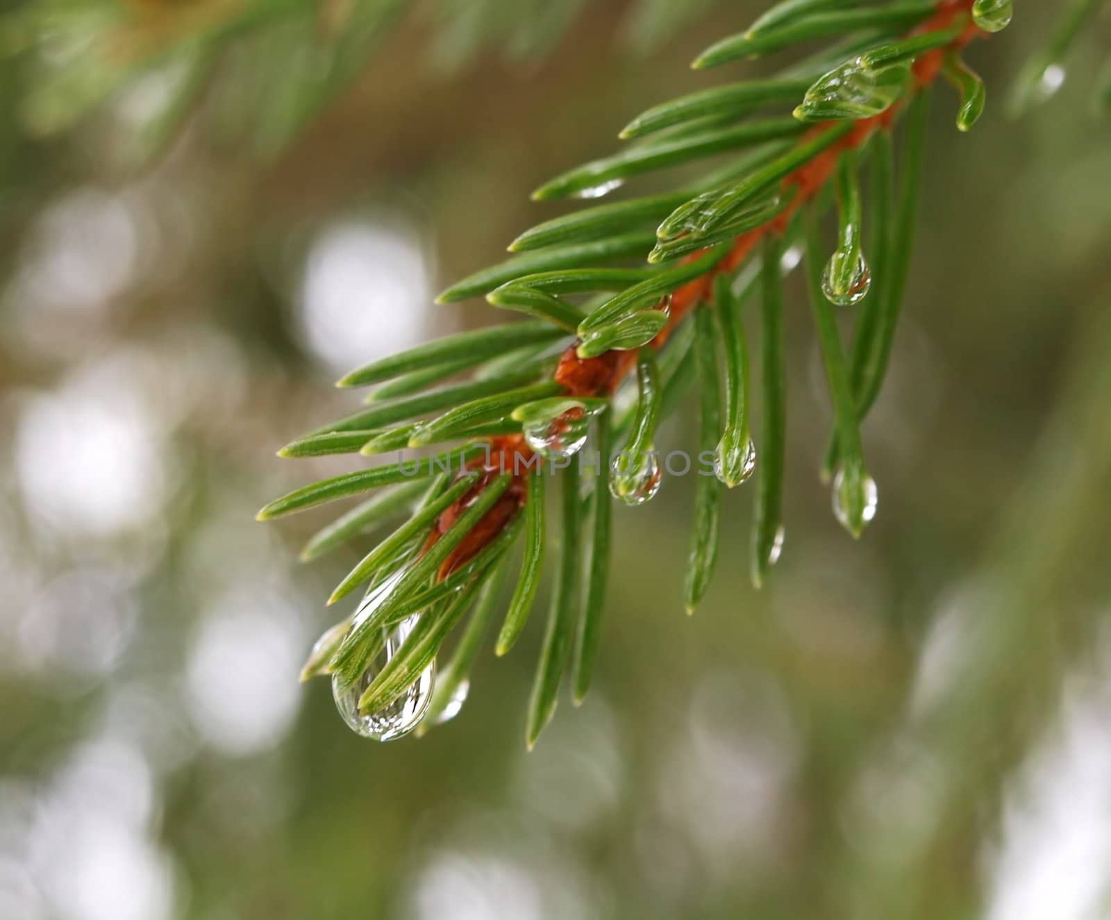Green fir with water drops 