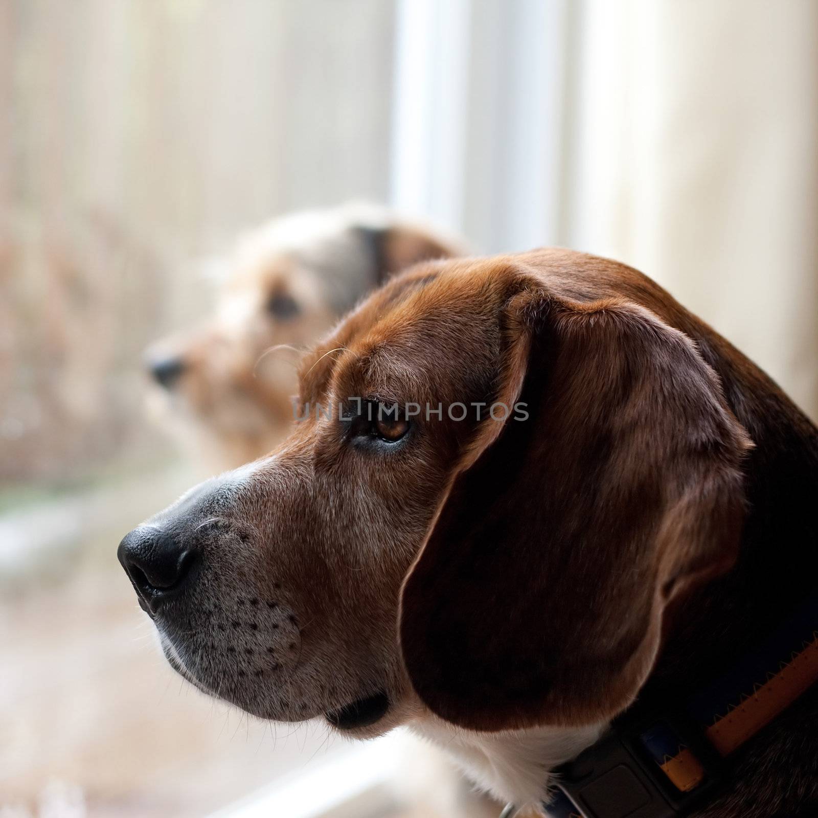 Two dogs with separation anxiety looking out the window and eagerly await the return of their owners.  Shallow depth of field.