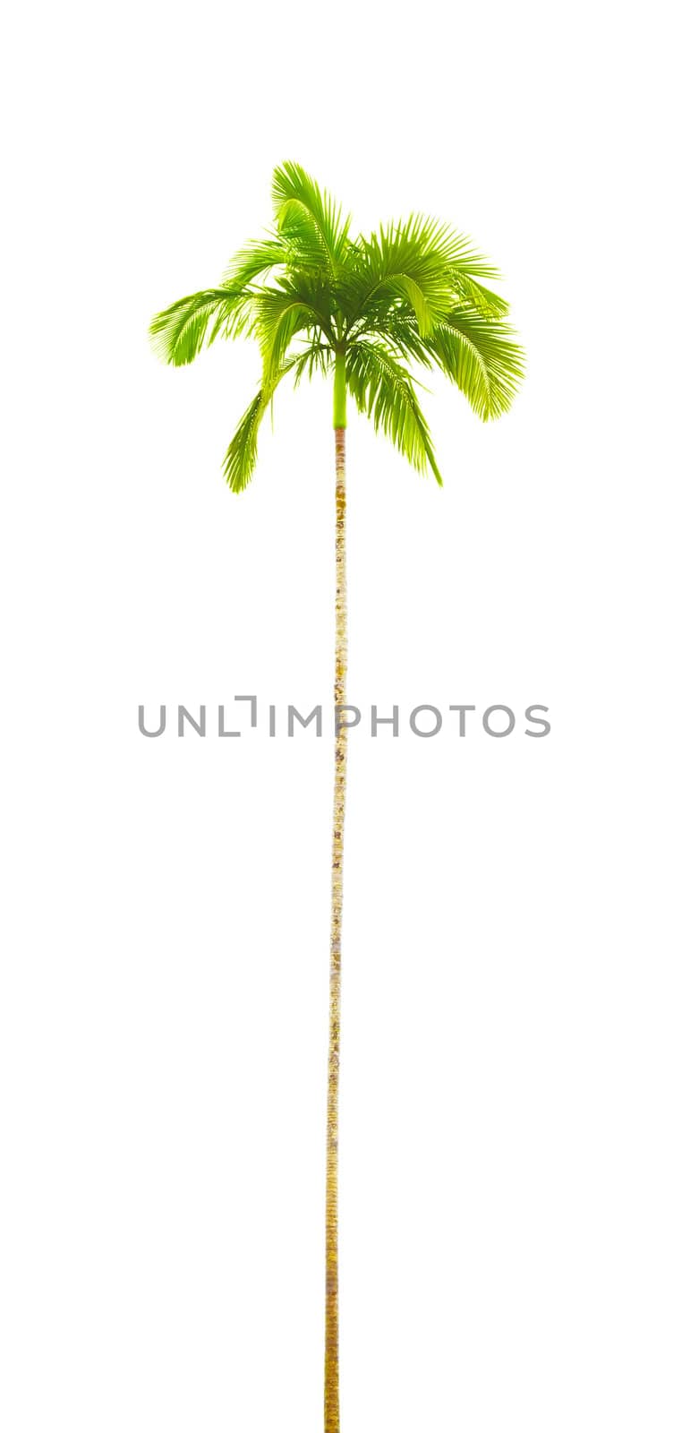A photography of a curved isolated palm tree