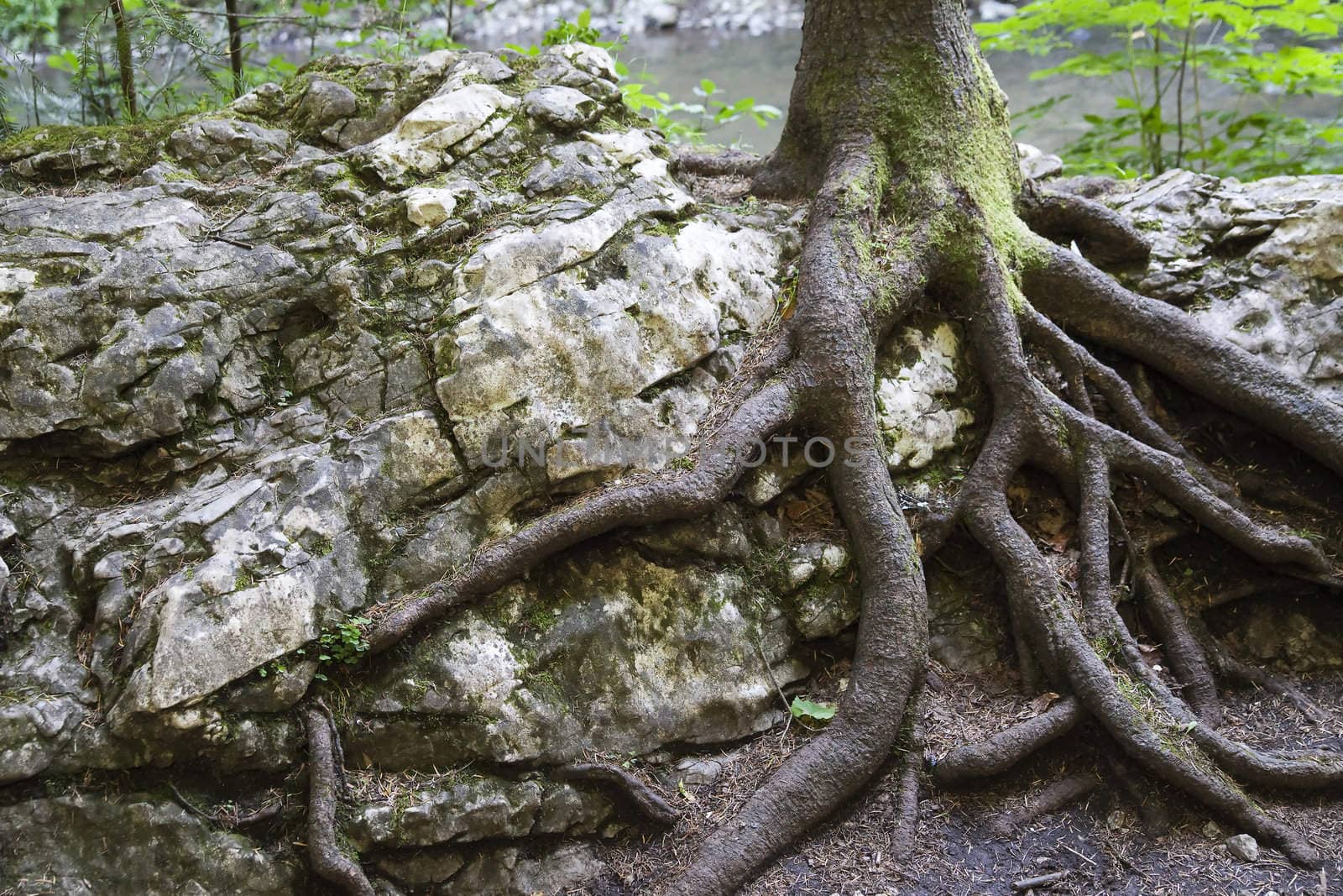 tree growing on the rock - Slovak Paradise by furzyk73