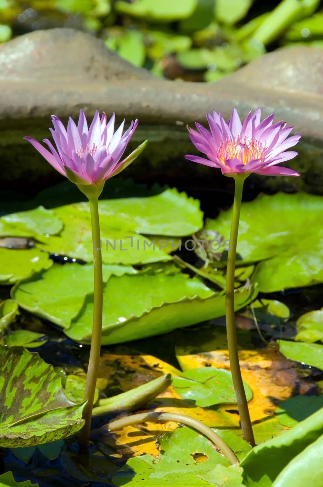 Lotus flower by jsompinm