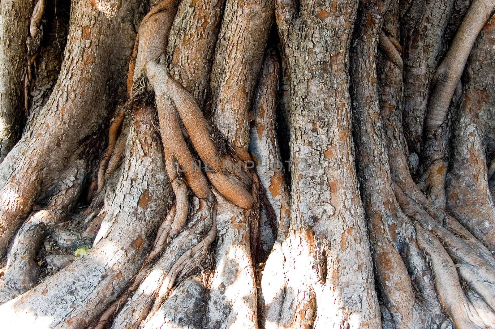 tree roots