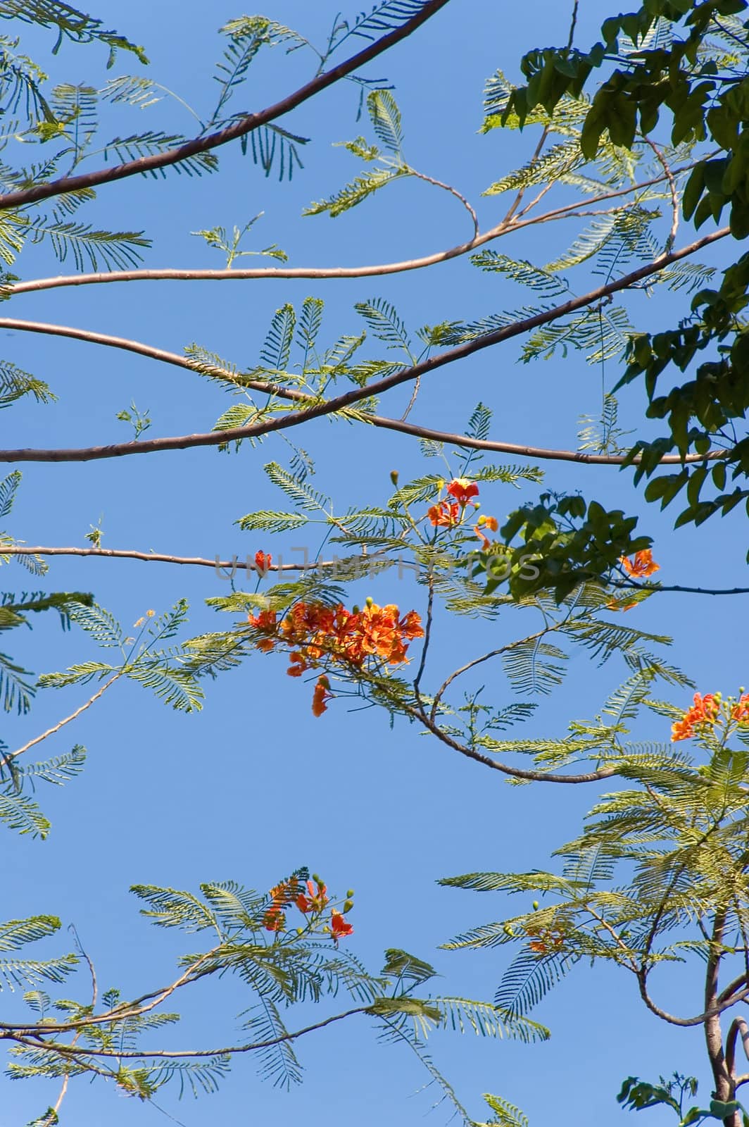 tree branches