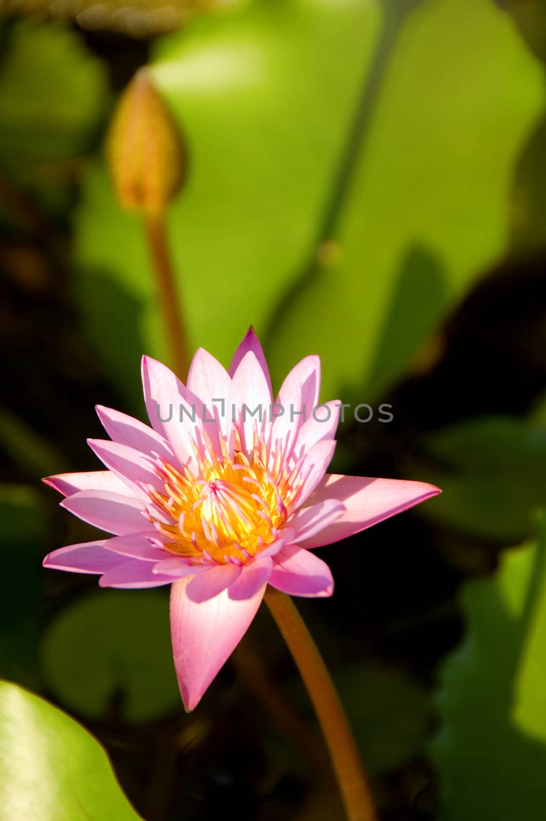 lotus flower by jsompinm