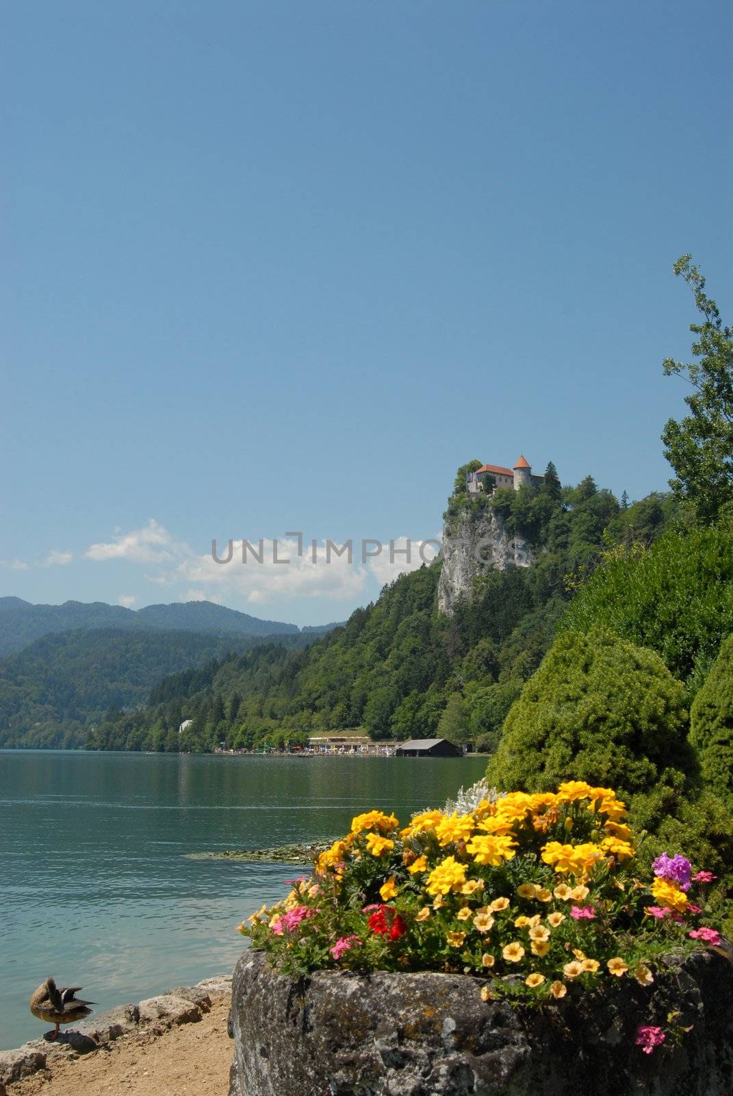 Wiew of Bled church with duck and flowers