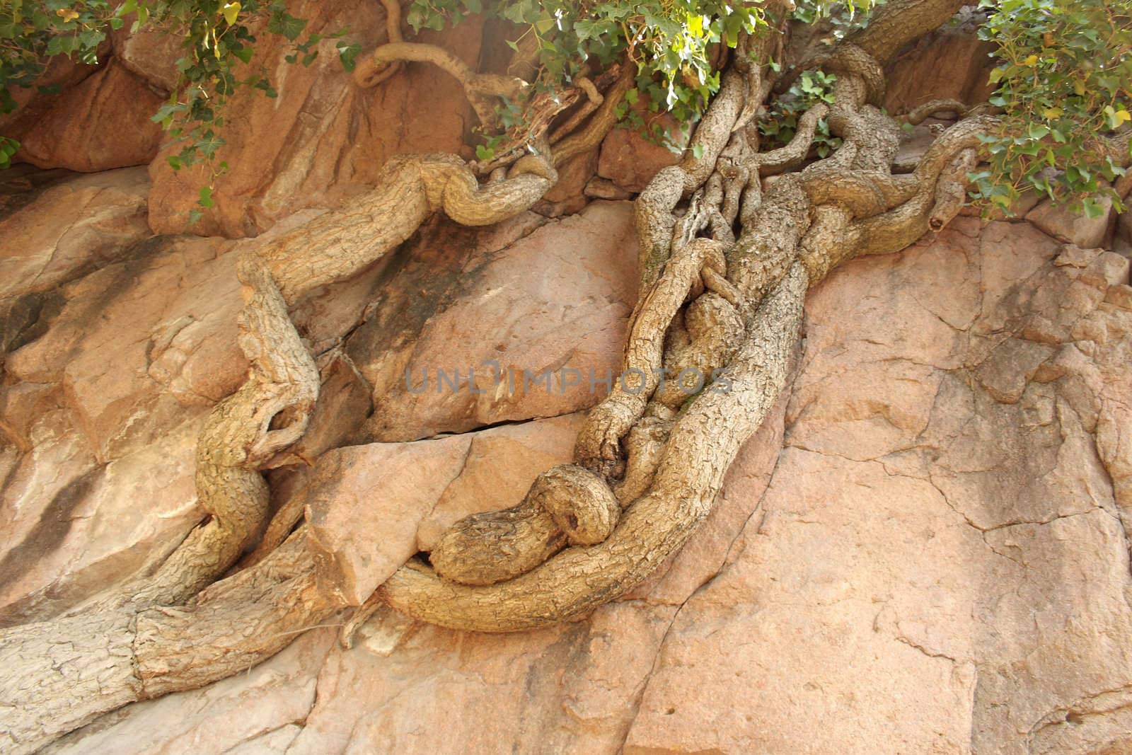 roots of a tree intrigued on a rock wall of mountain