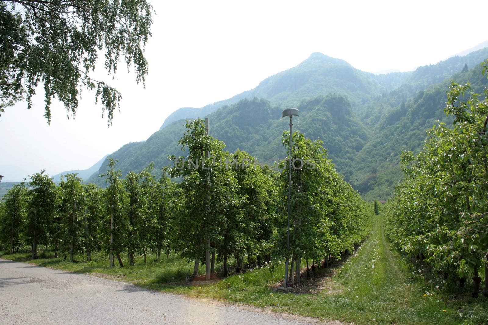 green planting apple close to mountains in alpes