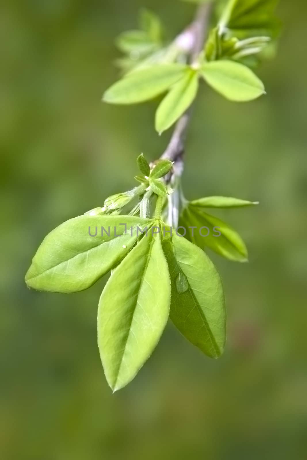 green leaf by magann