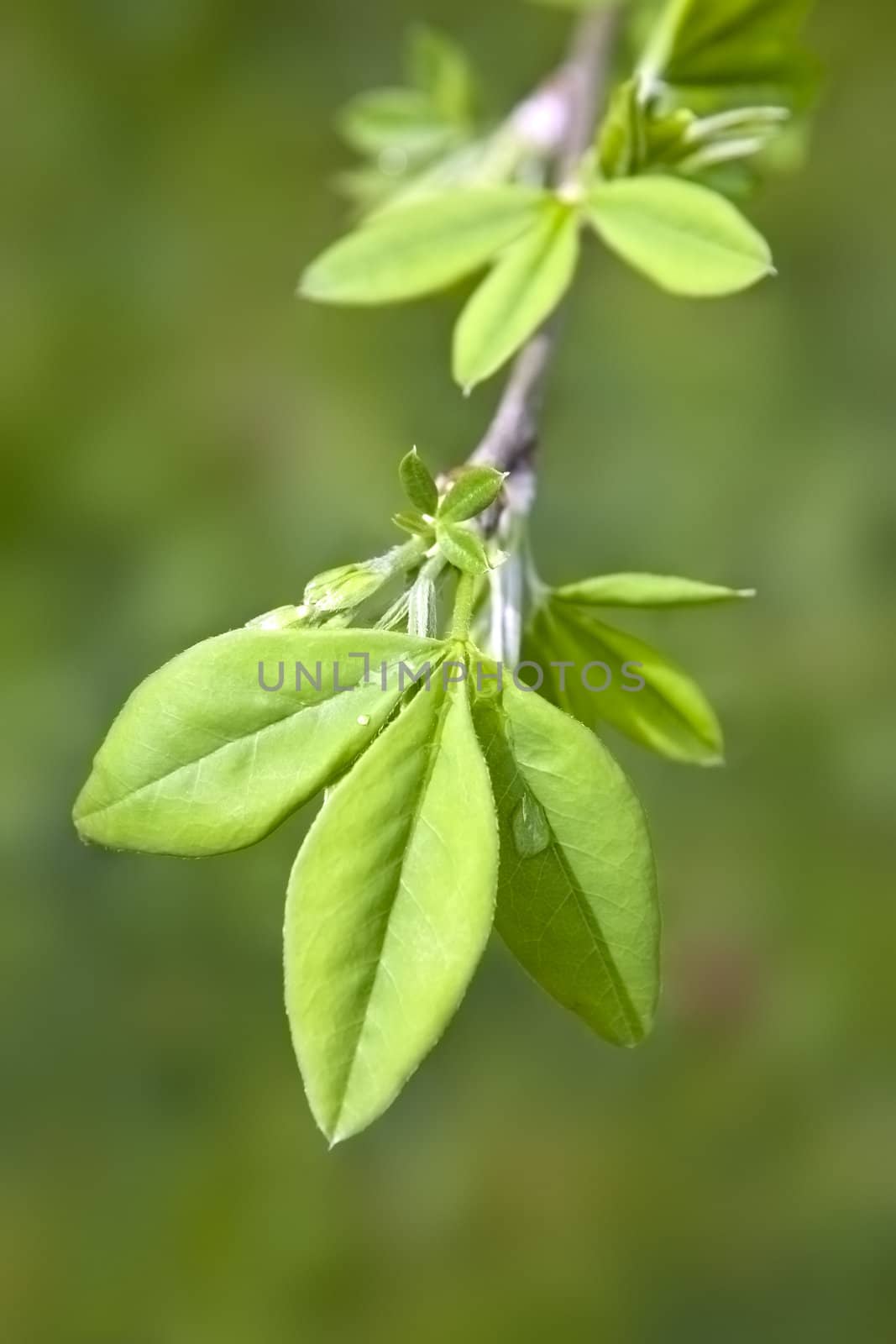 A photography of a green leaf in early spring