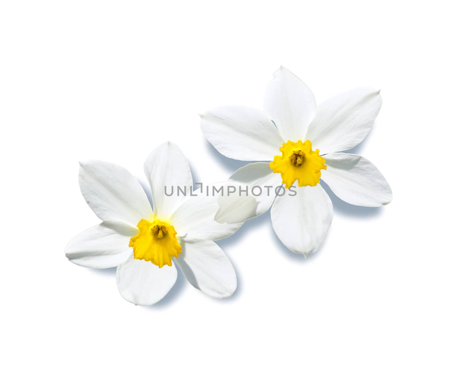 A photography of two isolated narcissus flowers on white background