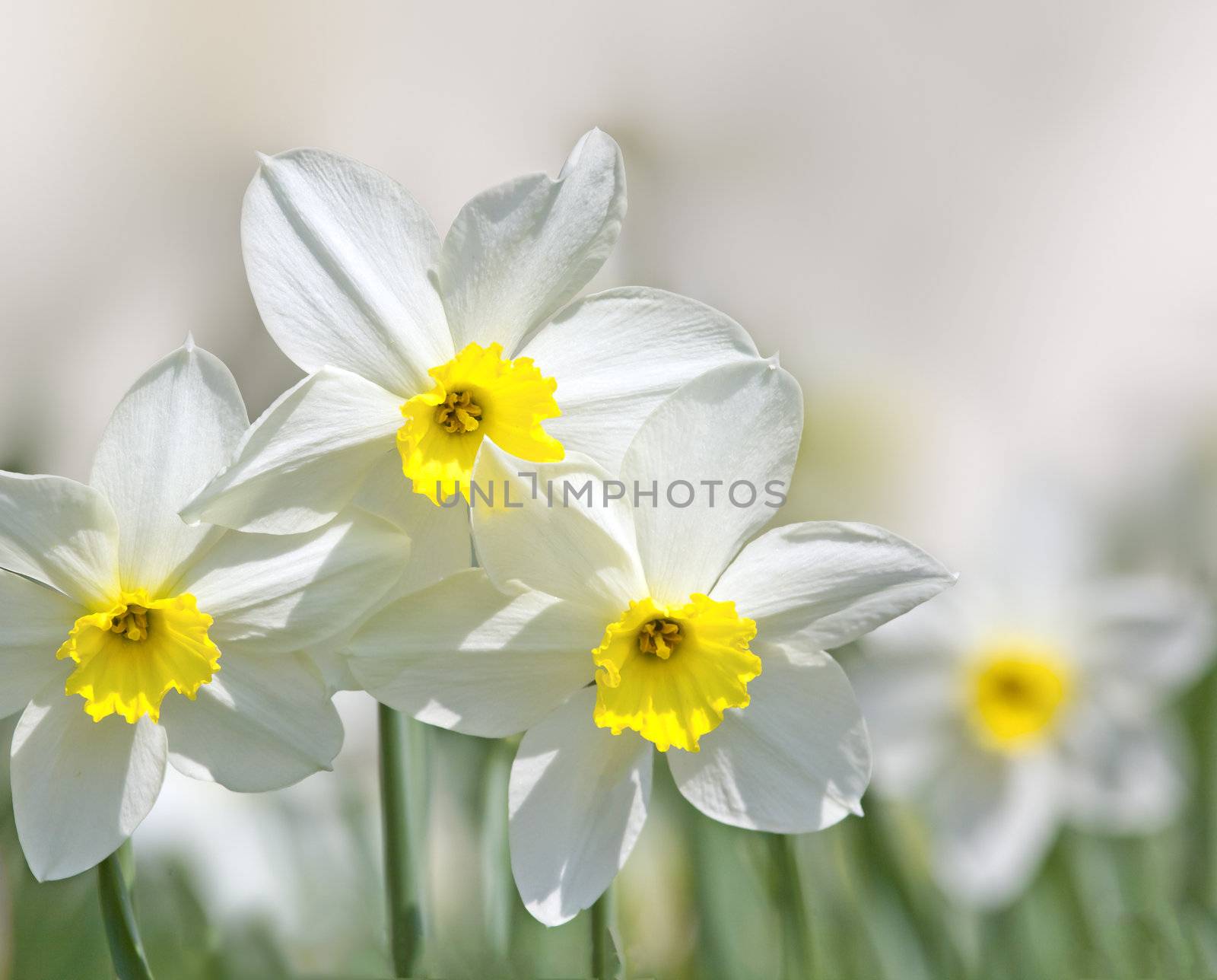 A photography of some nice narcissus flowers