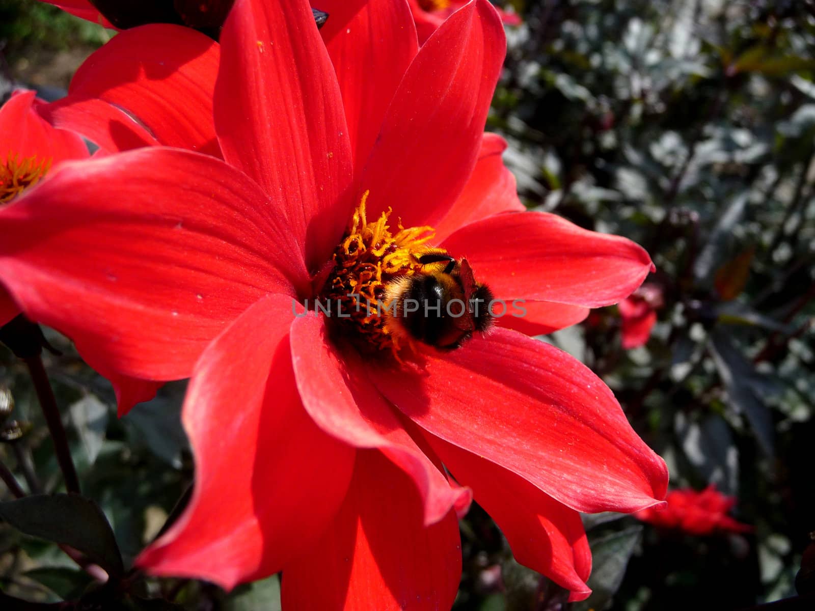 Close up of a bee on a red flower.
.
