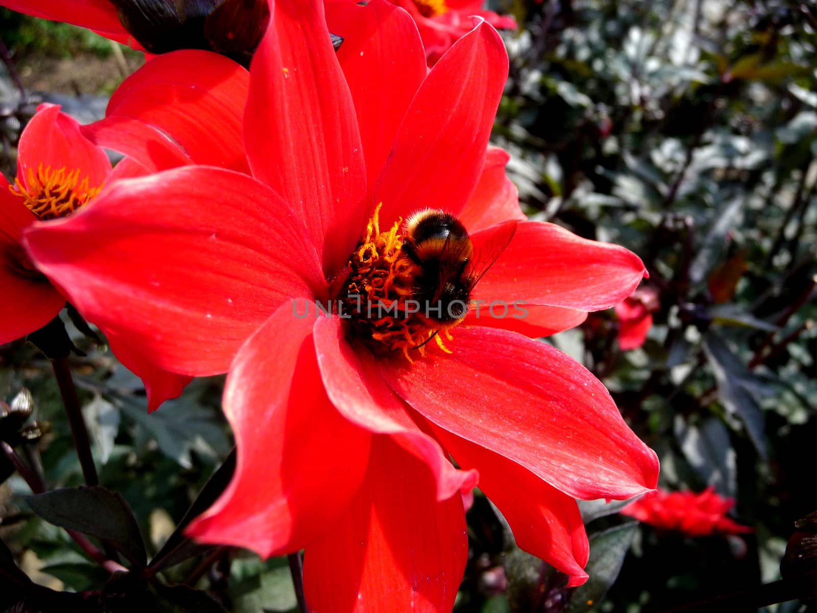 Close up of a bee on a red flower.
.