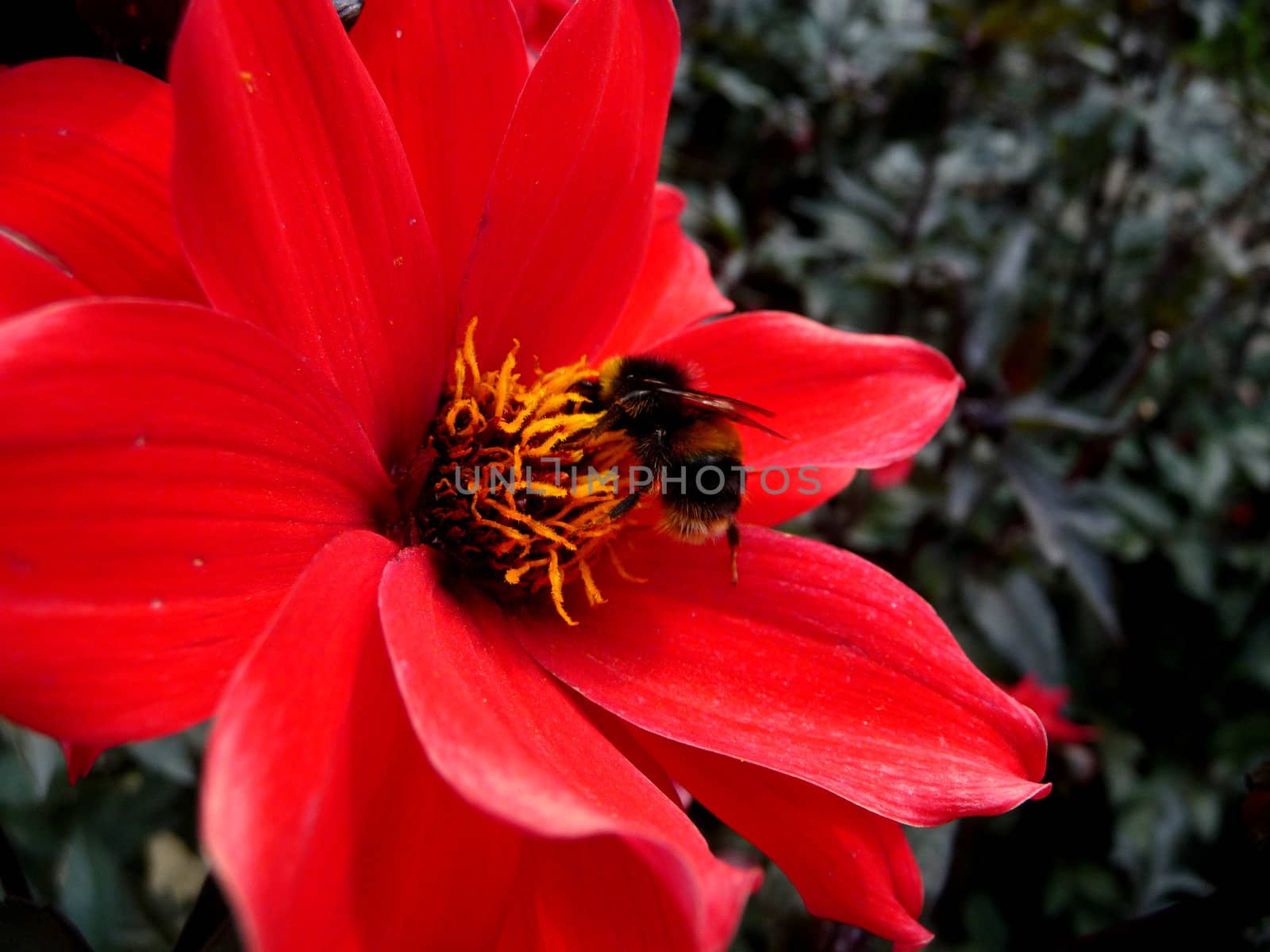 Close up of a bee on a red flower.
.