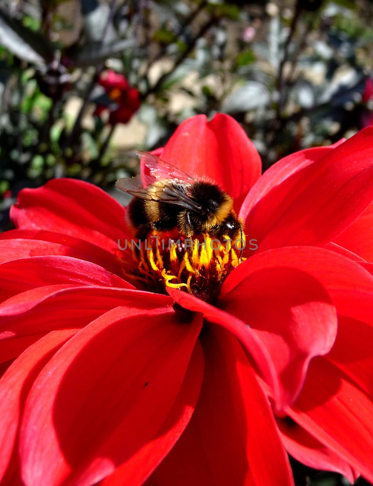 Close up of a bee on a red flower.
.