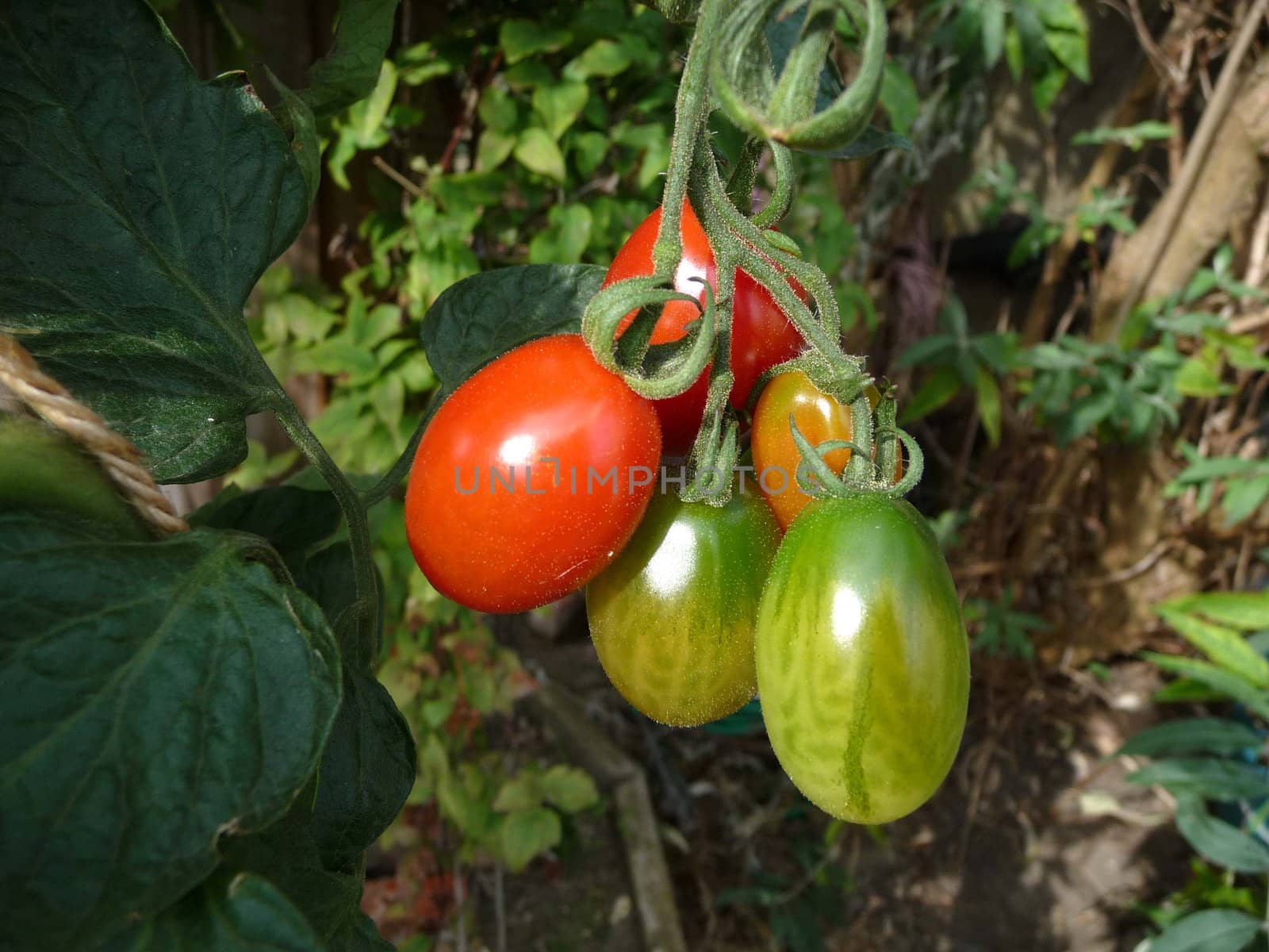 Some red and green floridity Tomatoes growing in a garden. 
.