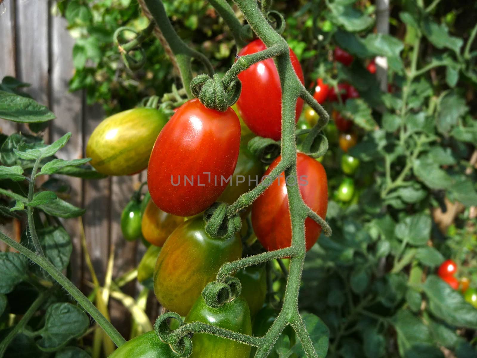 Some red and green floridity Tomatoes growing in a garden. 
.