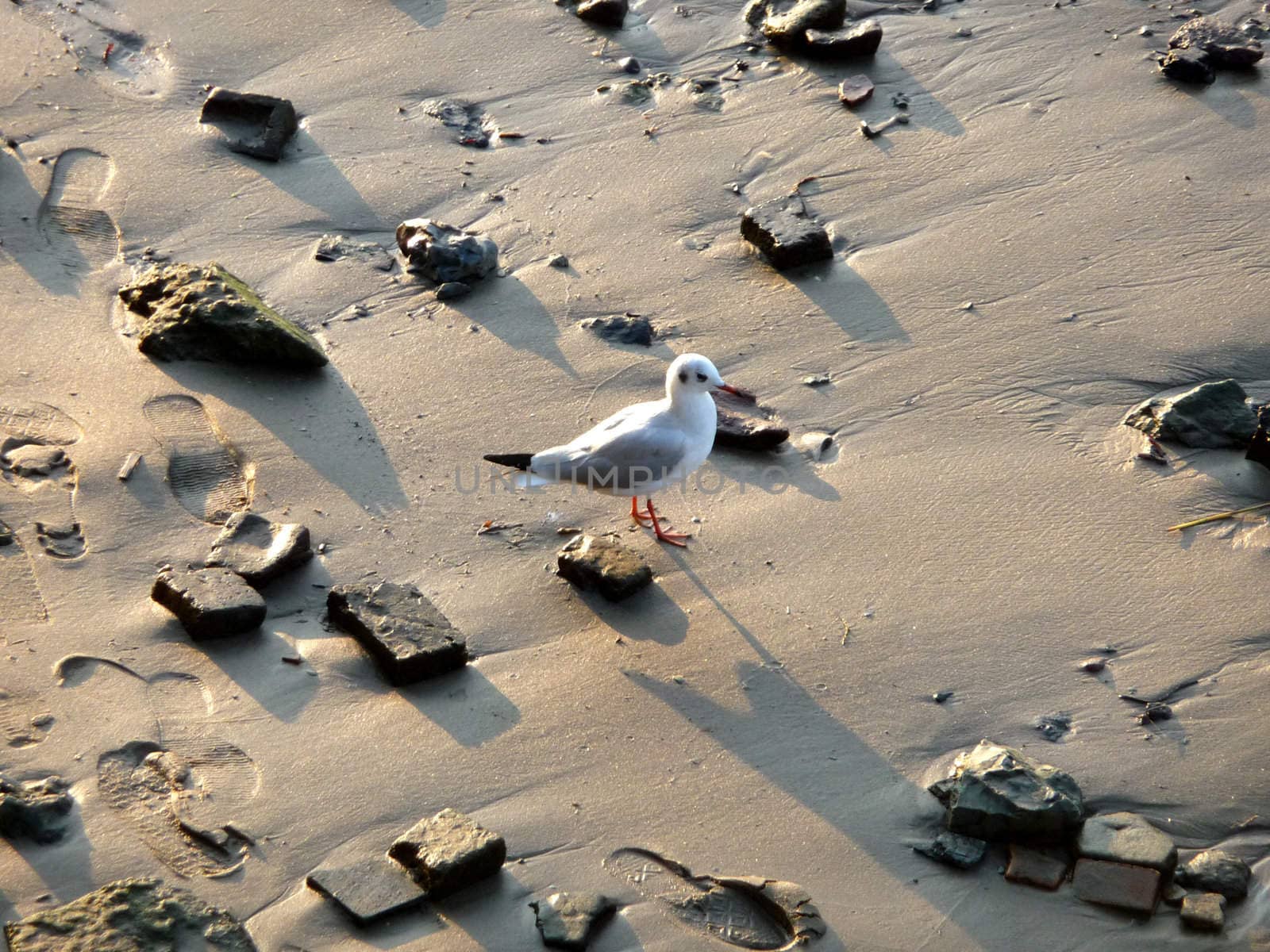 A seagull that is standing on some sand.
.