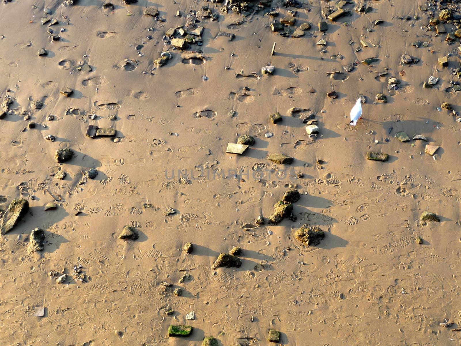 A seagull that is standing on some sand.
.