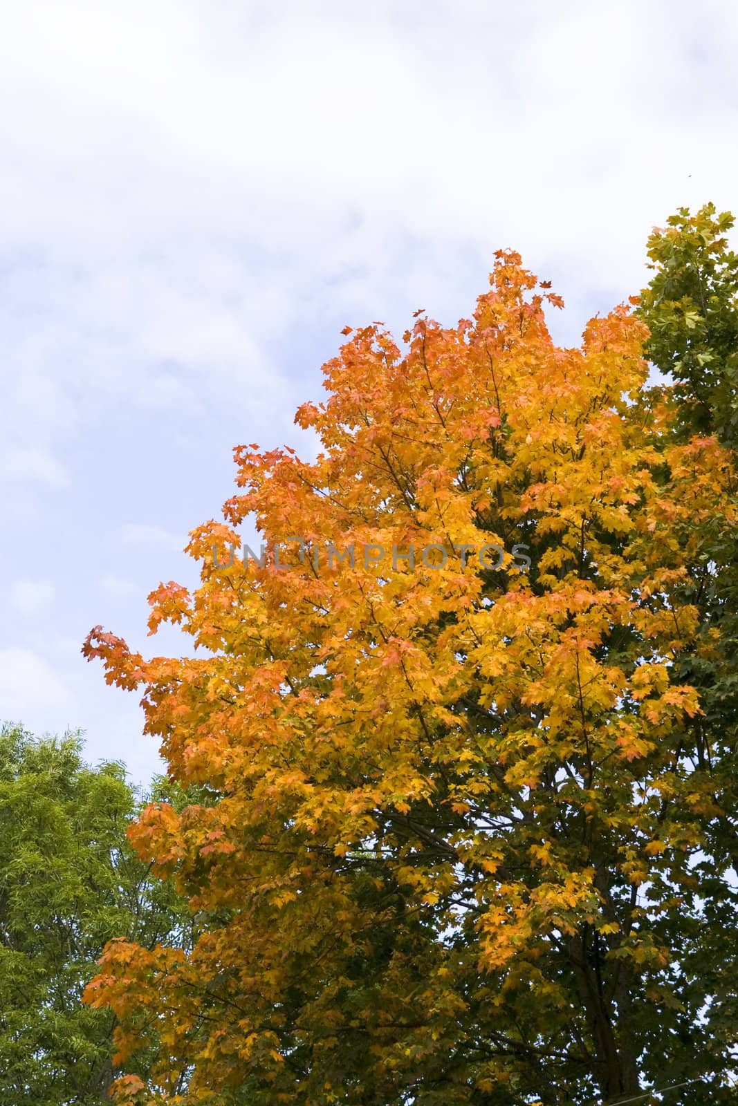 Golden tree on blue sky in autumn