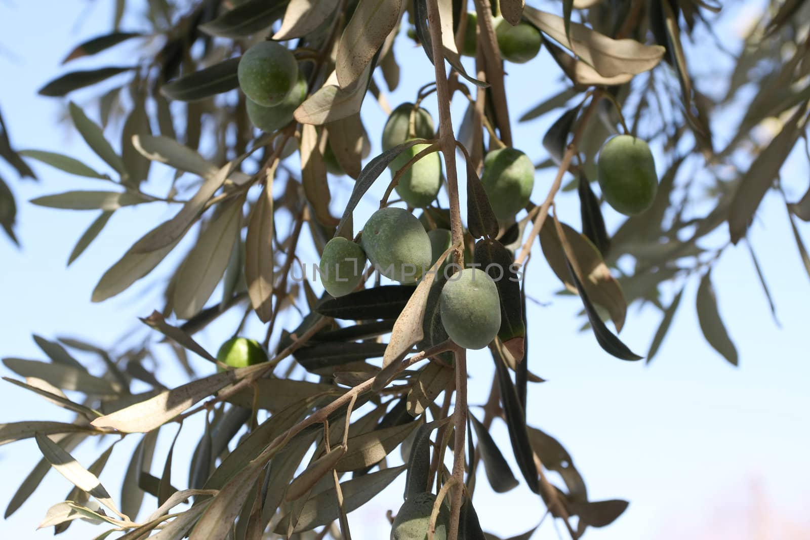 Greek olives. by alexanderd
