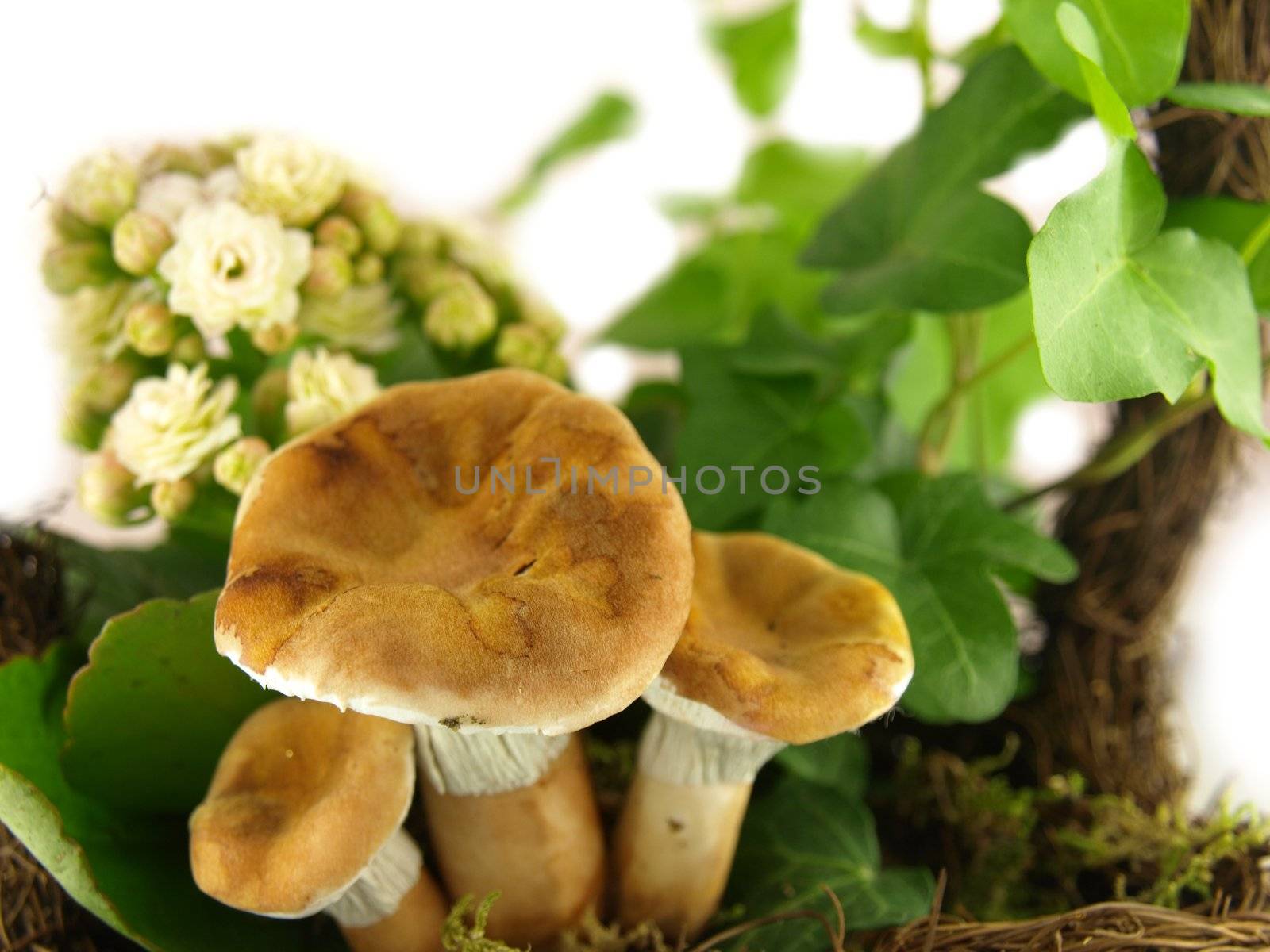 mushroom very close by luckyhumek