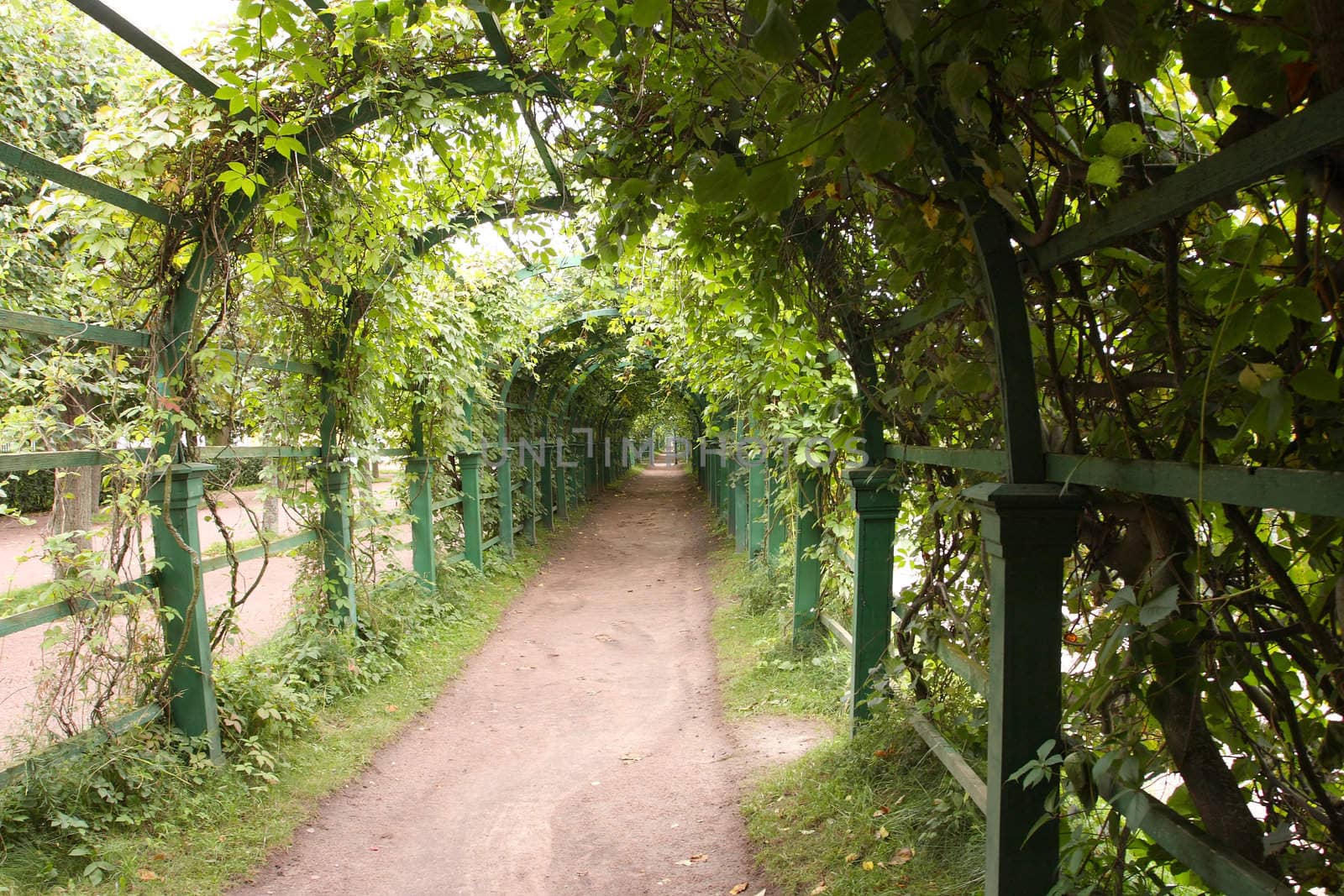 Pathway through grapevine covered 