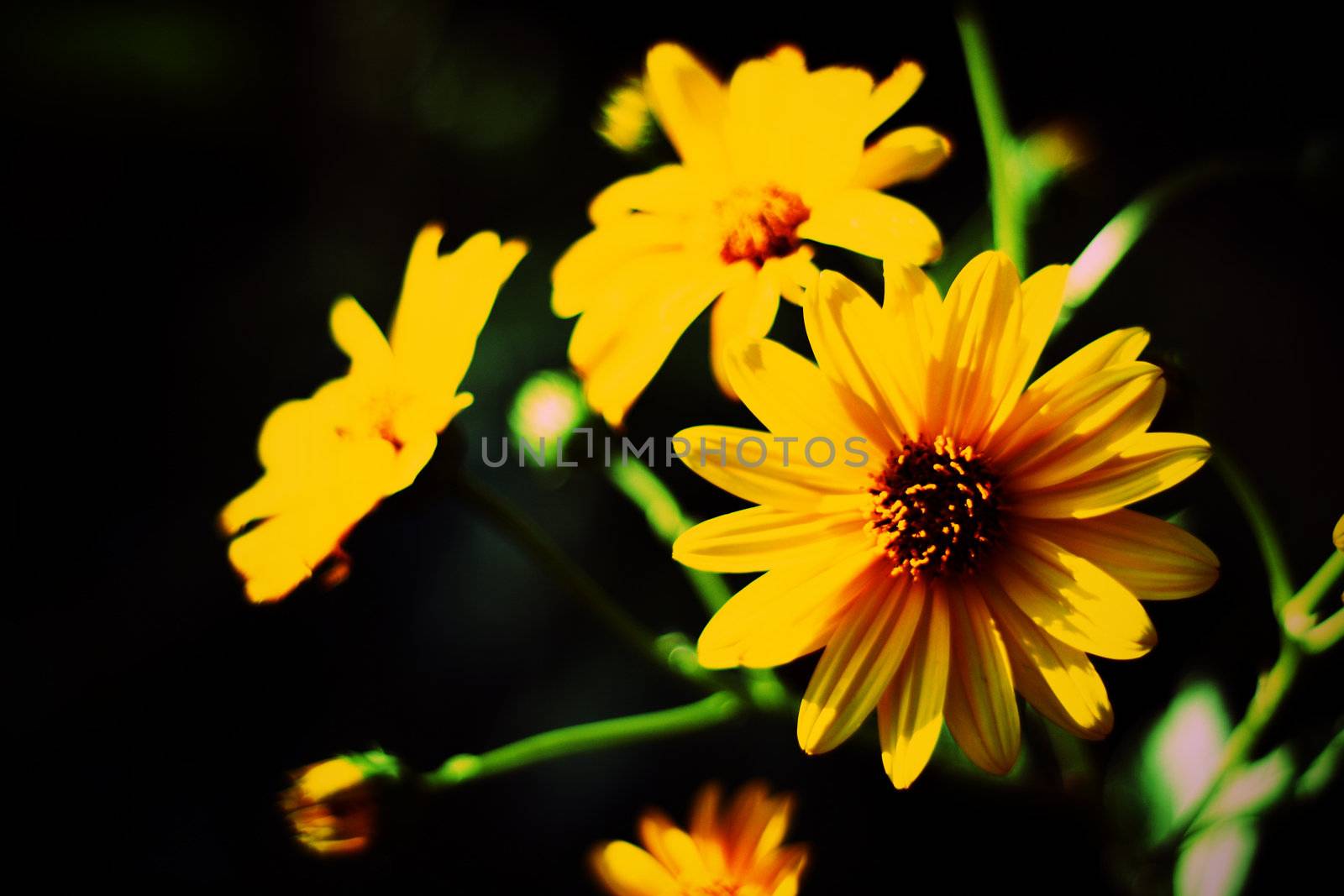 Helianthus tuberosus, or Jerusalem Artichoke